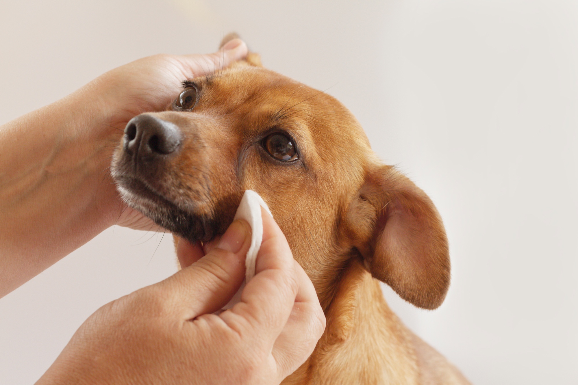 A person cleaning near a dog's eye with a cotton pad.