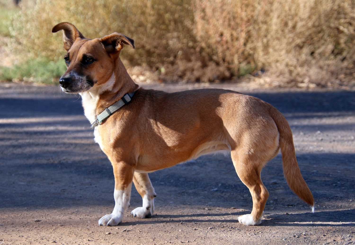 A three-legged dog in profile.