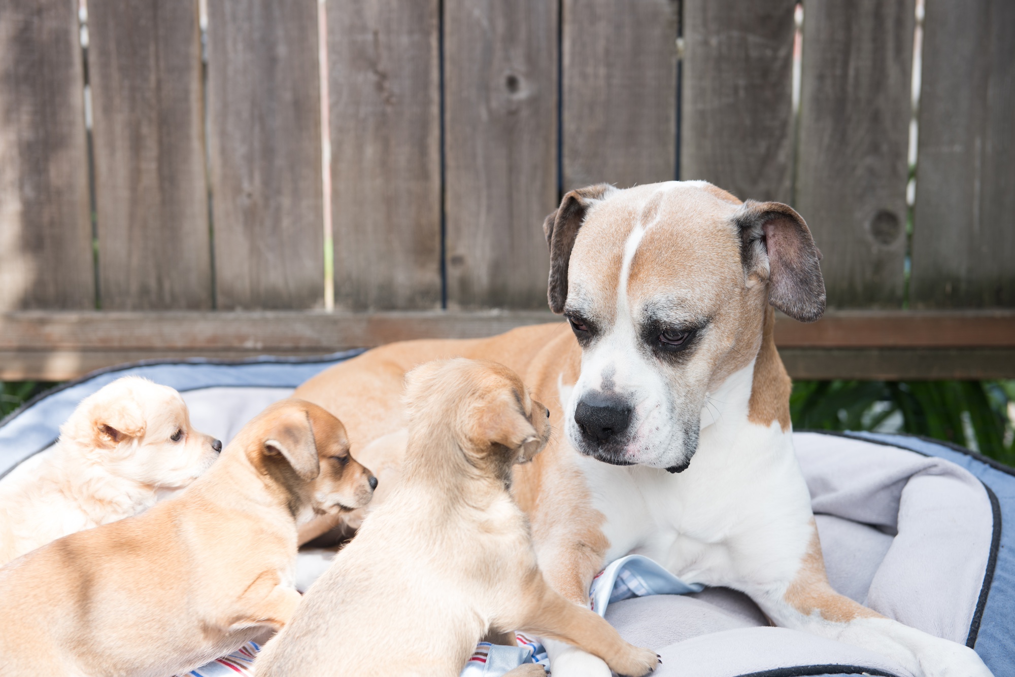 An adult boxer looking at puppies.