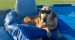 Summer Dog-Care Guide: How to Keep Your Best Friend Safe, Cool, and Happy This Season