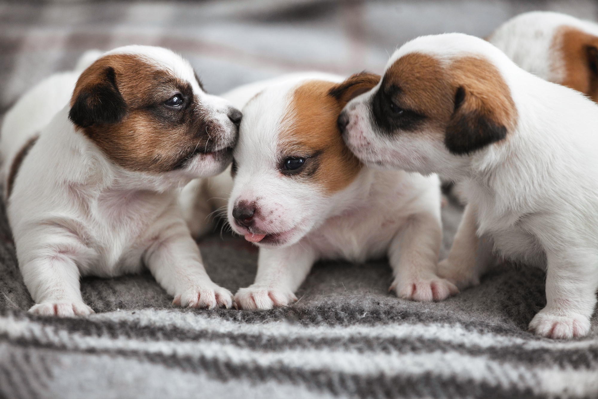 Two puppies smelling a third puppy's head.