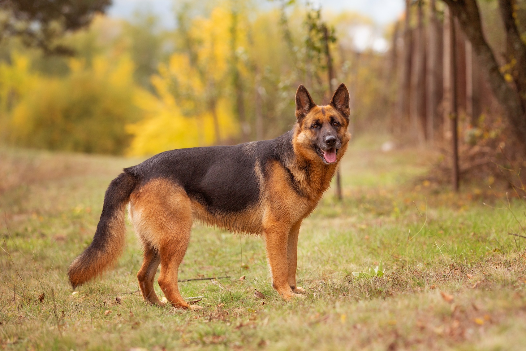 A German shepherd standing in grass, with trees in the background.