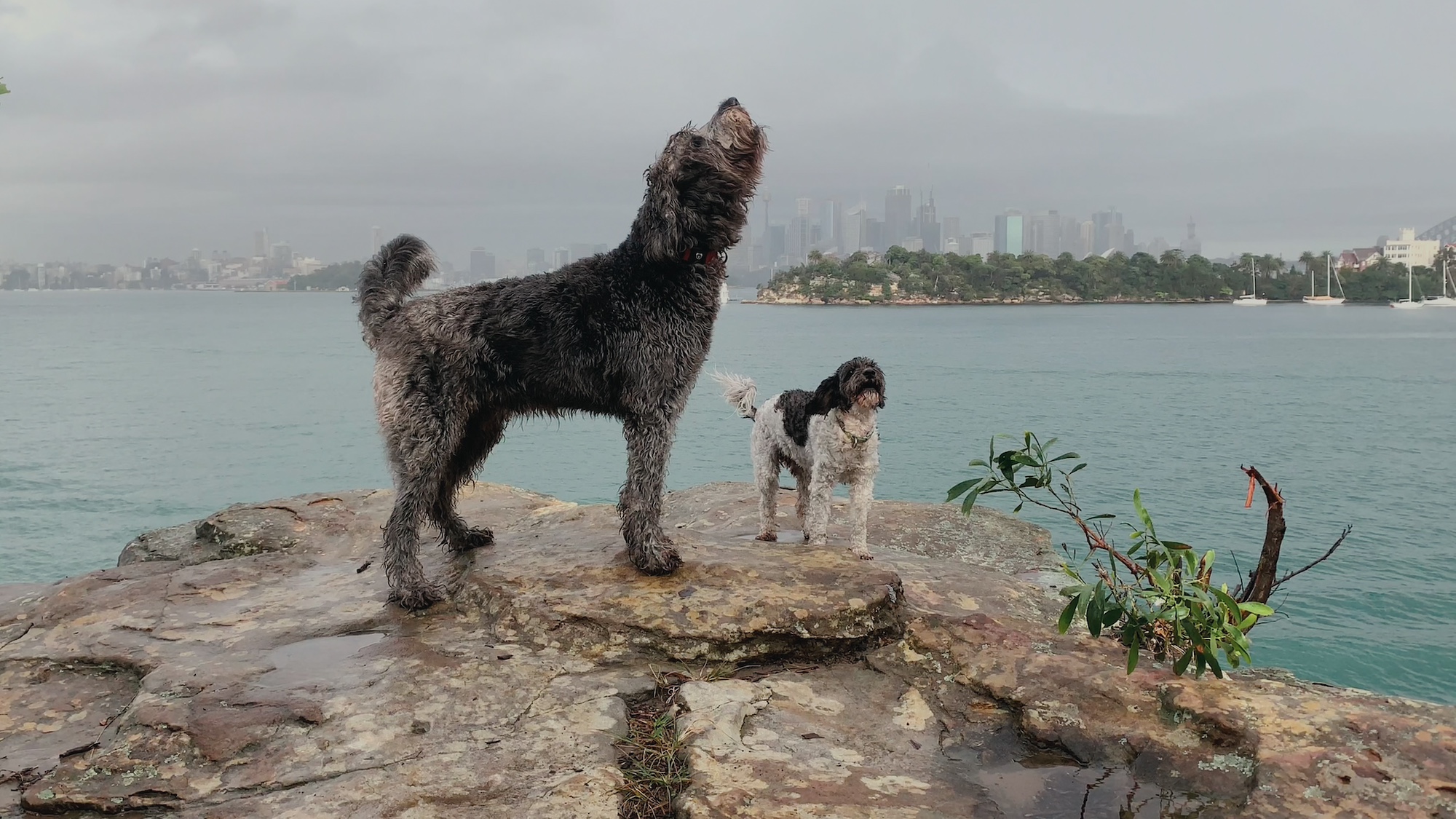 Dogs howling on a small island with a city skyline in the background.