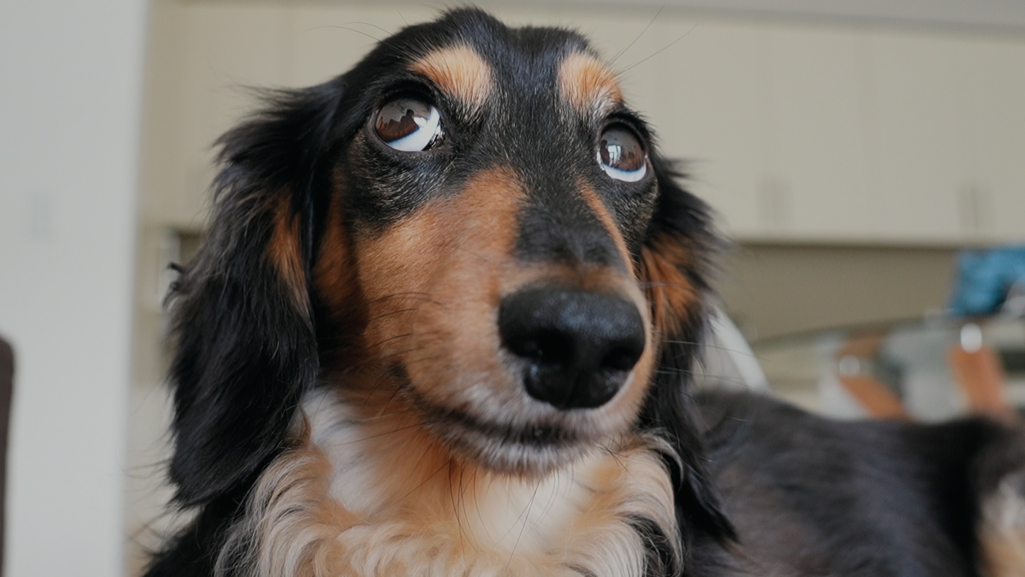 A brown-and-black dog looking up.