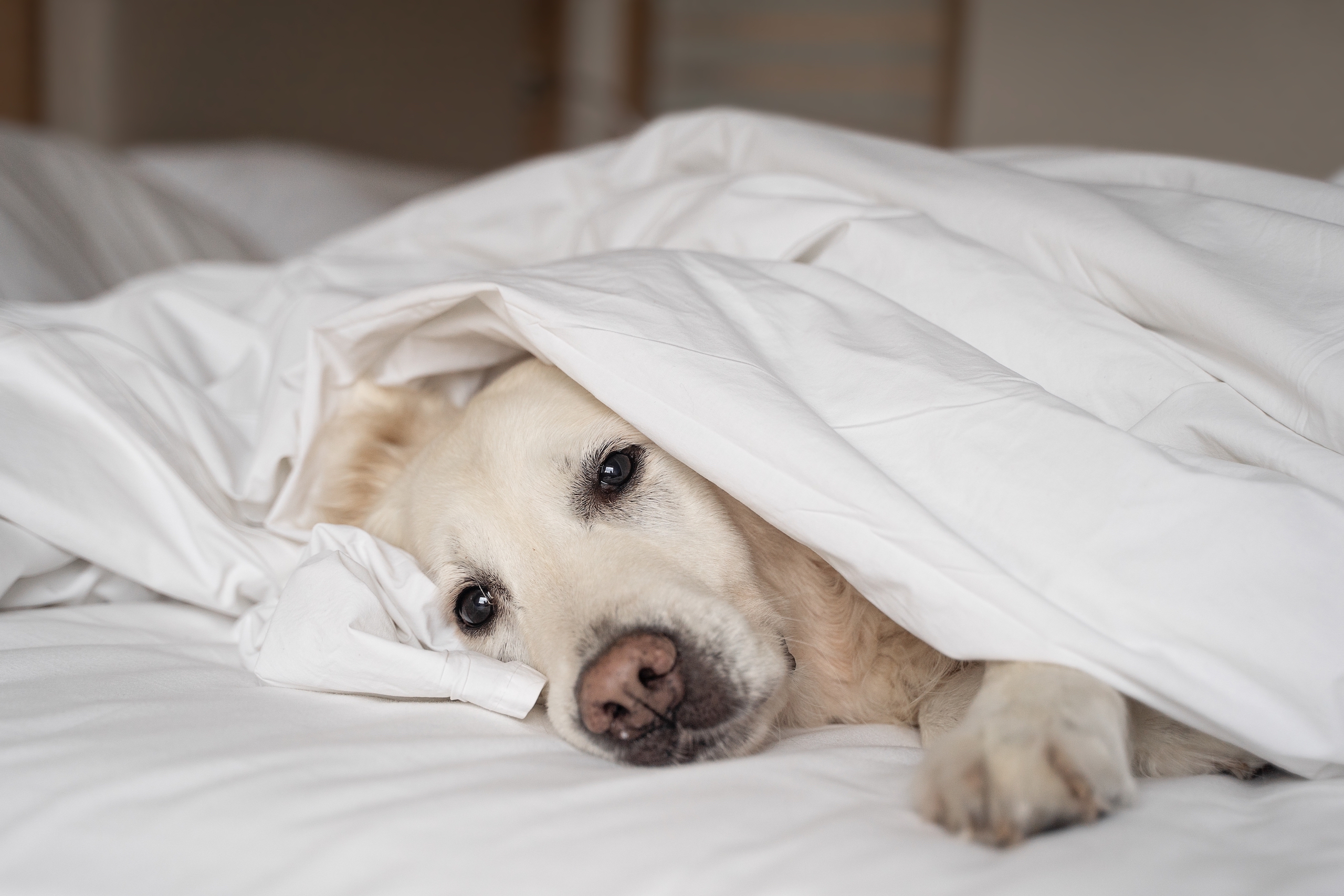 Dog laying down under covers on a bed with head and one paw sticking out of the covers