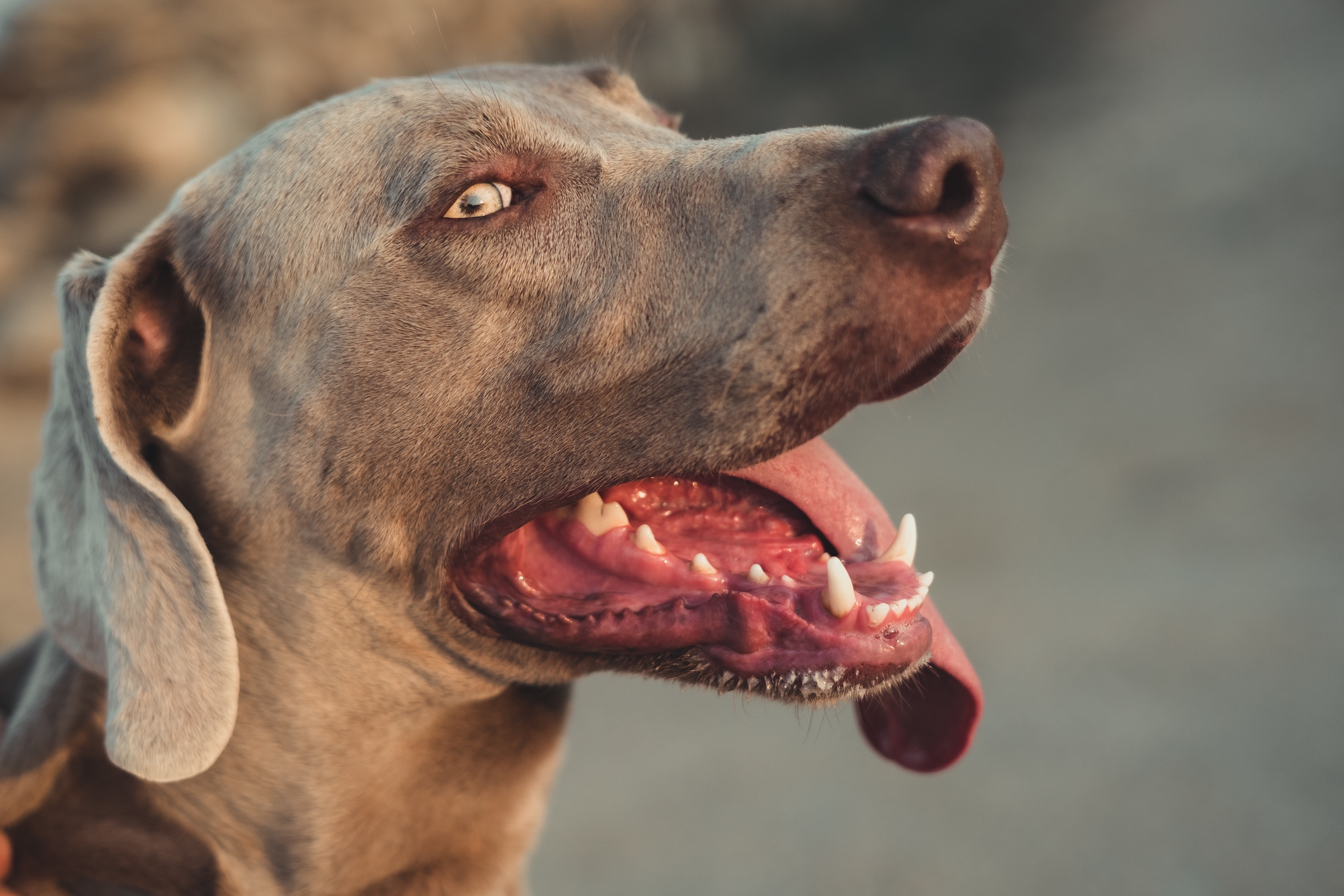 A close up on a dog with mouth open and tongue hanging out.