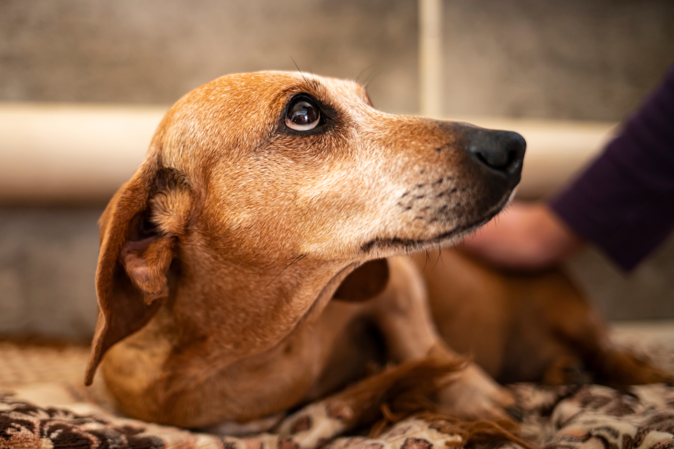 Over dachshund lies on the floor and looks up at the personwho touches him.