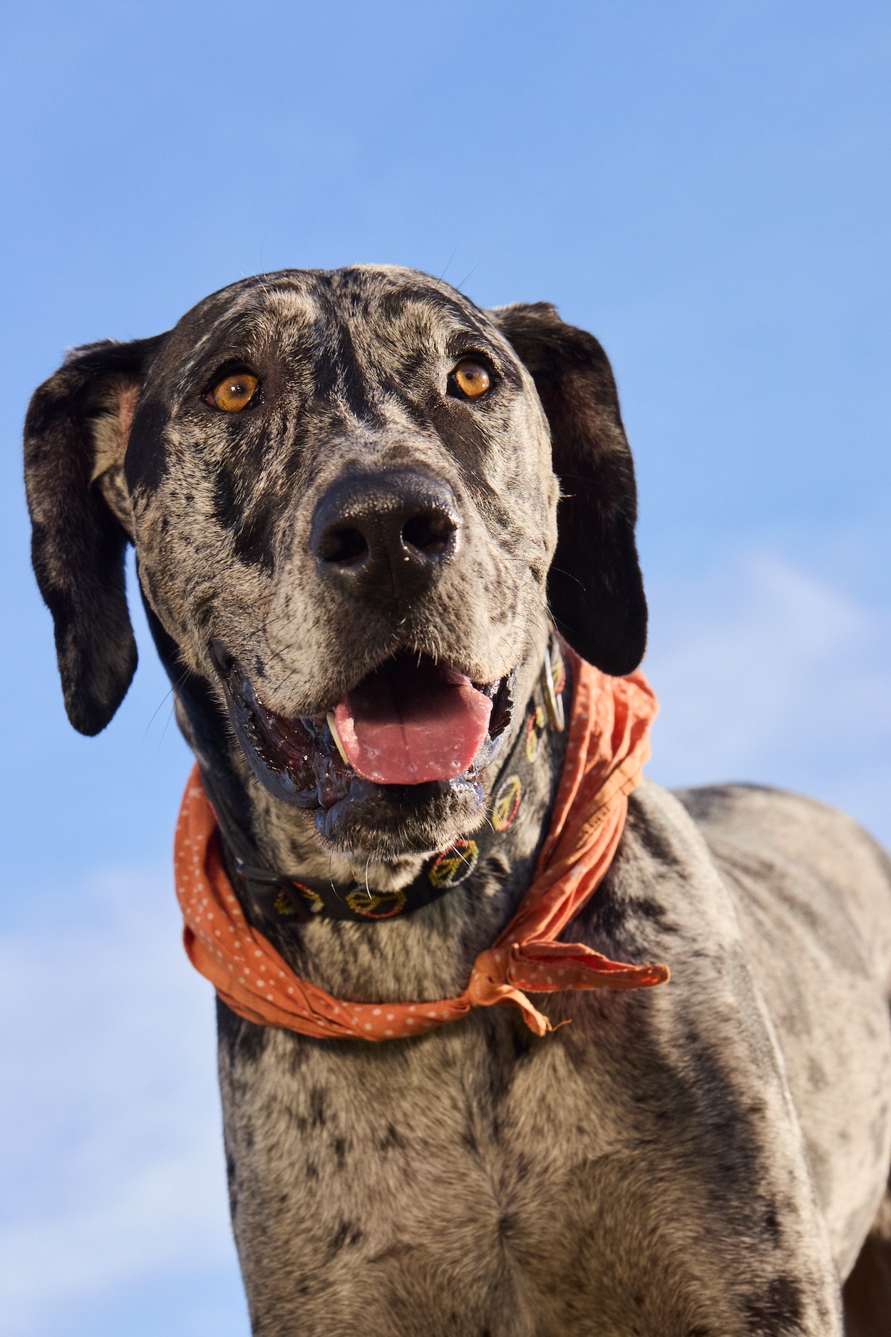 A black-and-gray dog in an orange bandana against the backdrop of a blue sky.