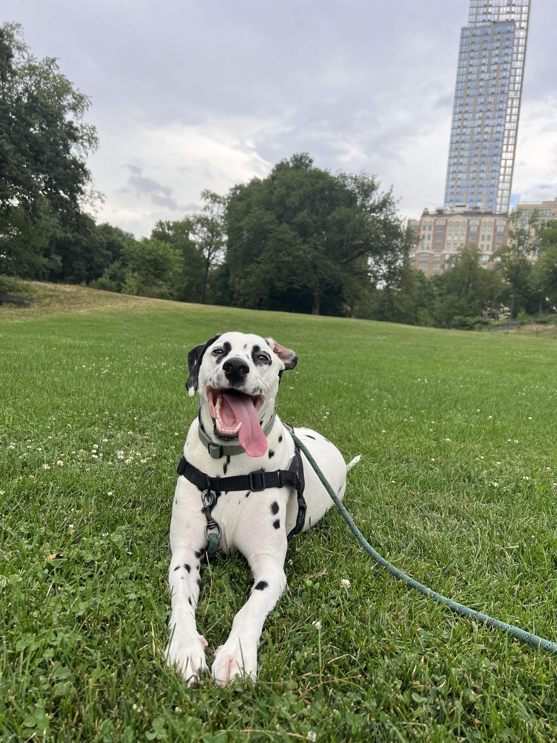 Black and white spotted dog lies on the ground and looks at camera with tongue out