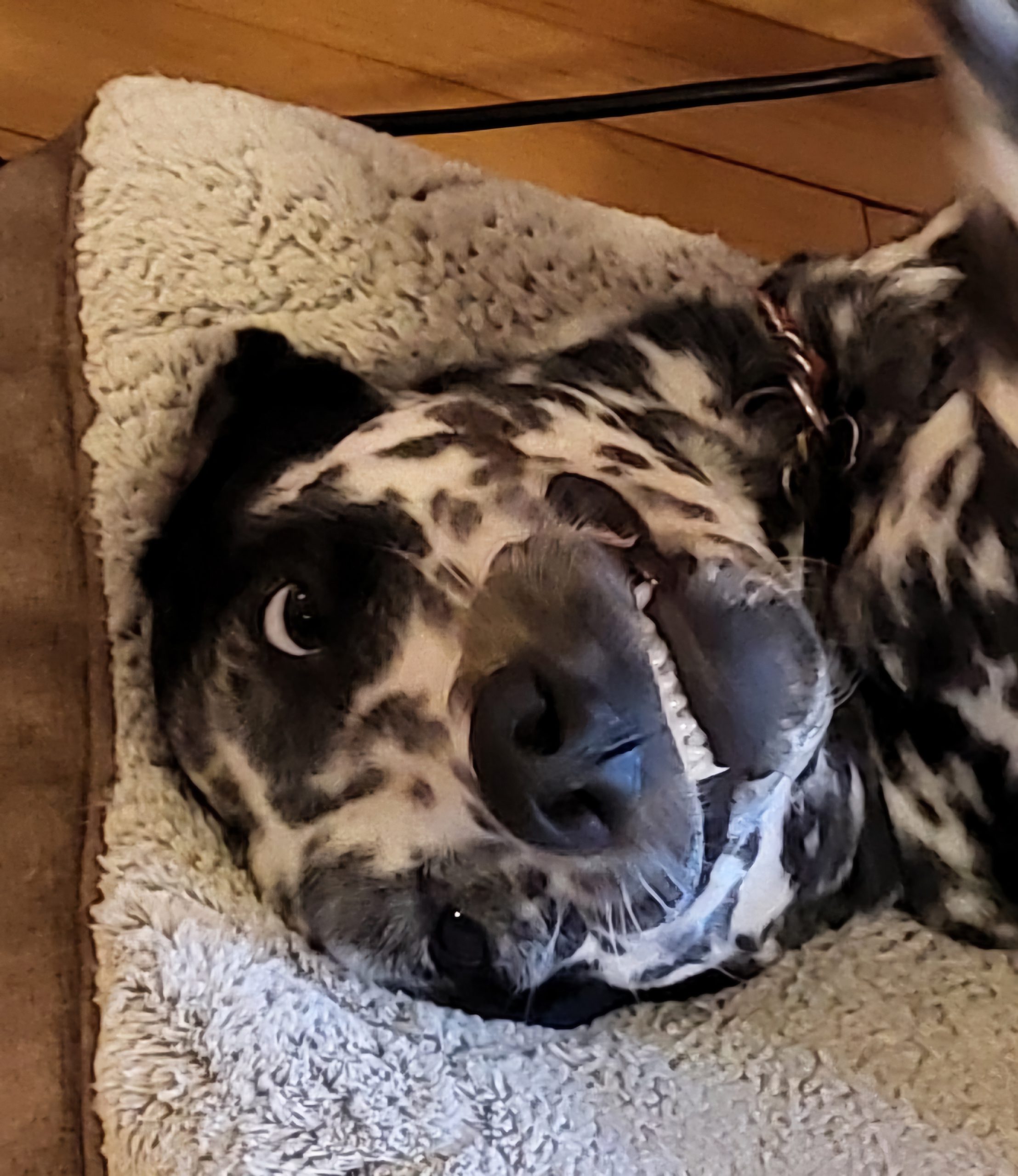 Black and white spotted dog lies on back with head on a pillow showing some teeth