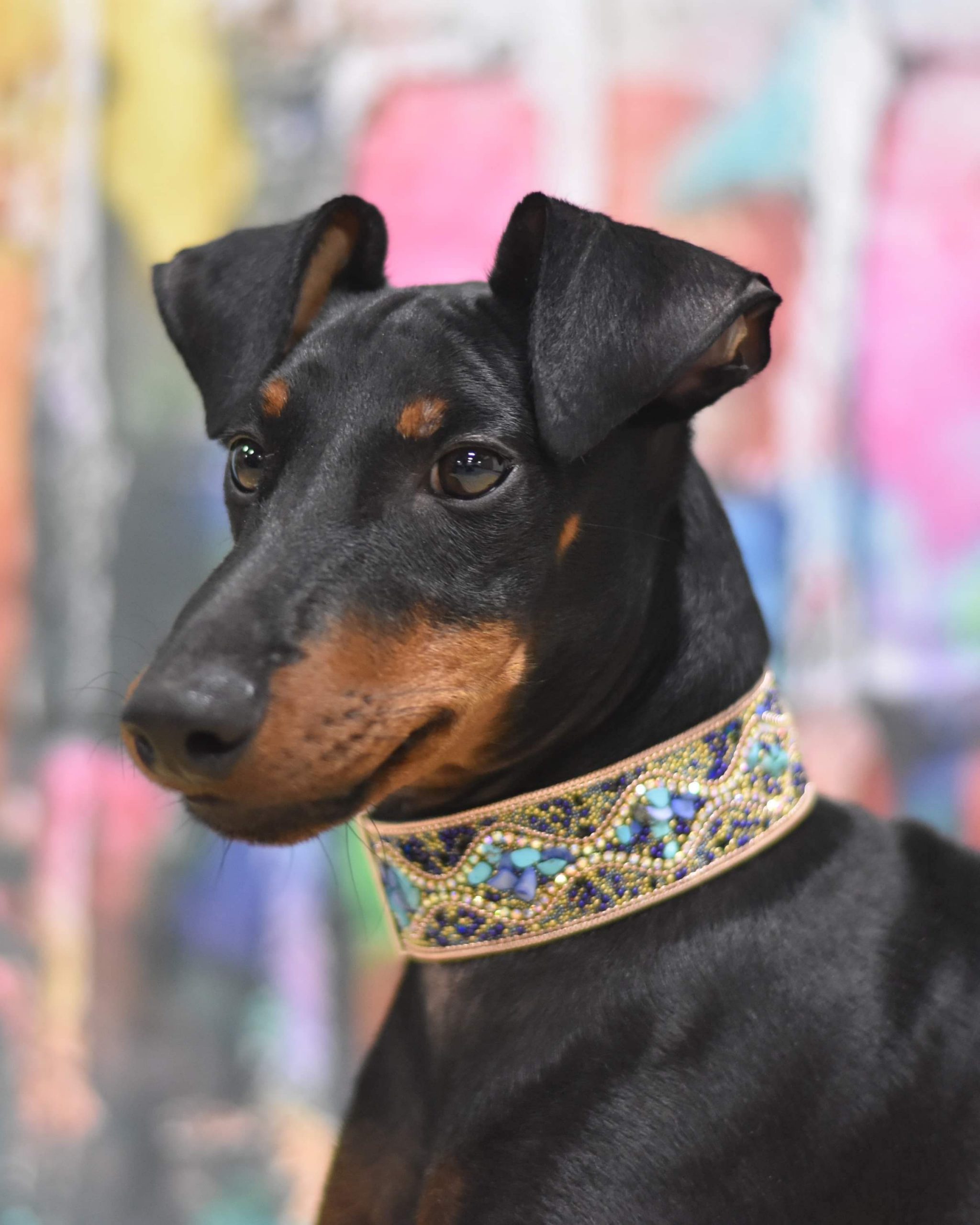 A portrait photo of a Manchester terrier in a bejeweled collar.