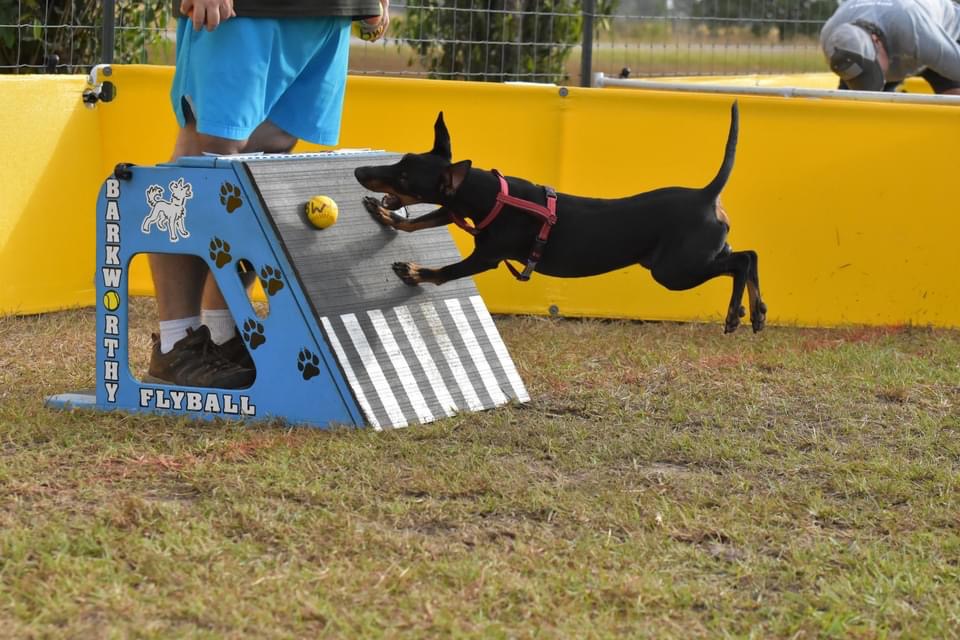 A Manchester terrier jumping and grabbing a ball from a platform.