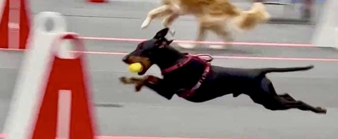 A Manchester terrier running with a ball in. his mouth.