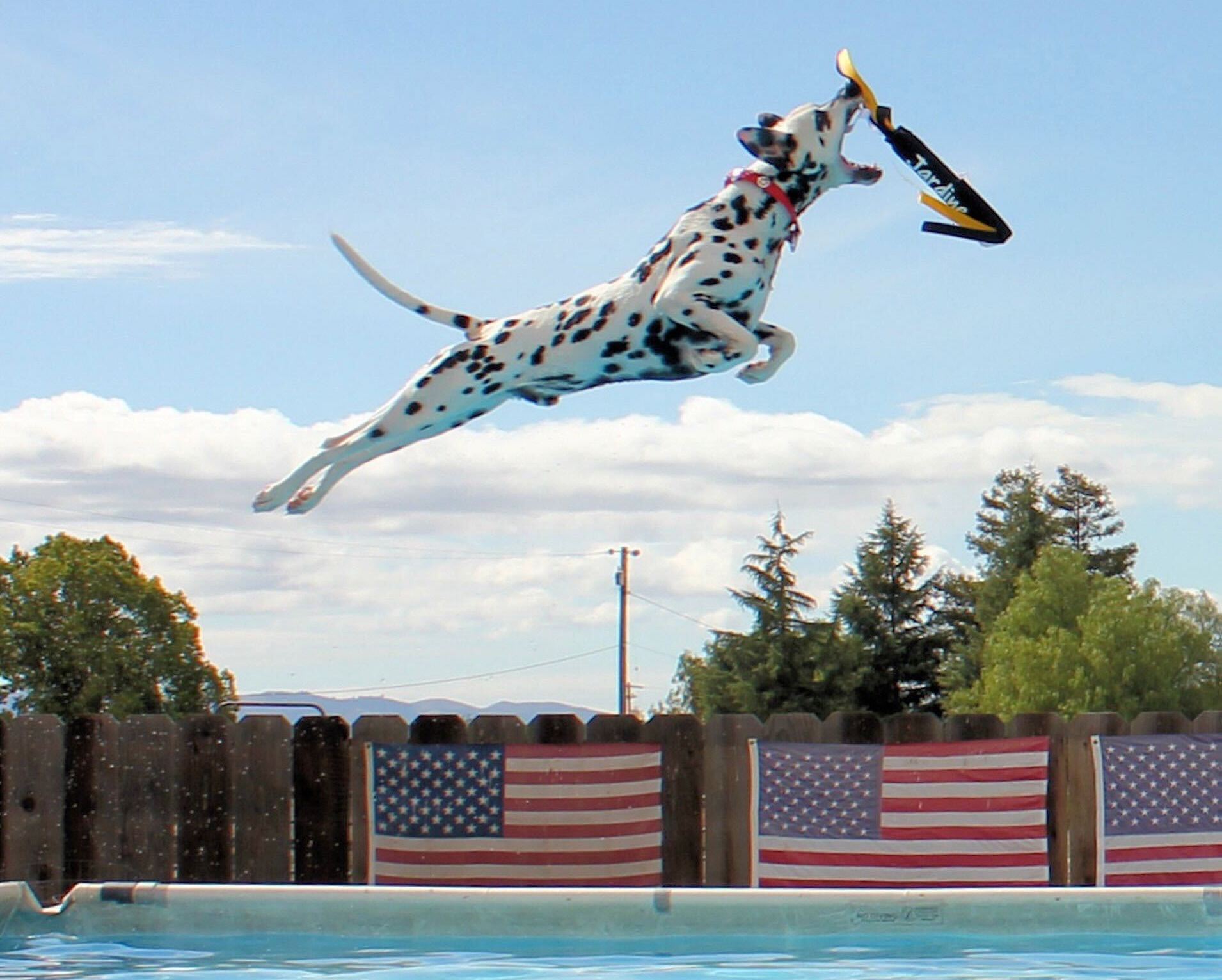 Black and white dog leaps above a pool to catch a toy mid-air. 