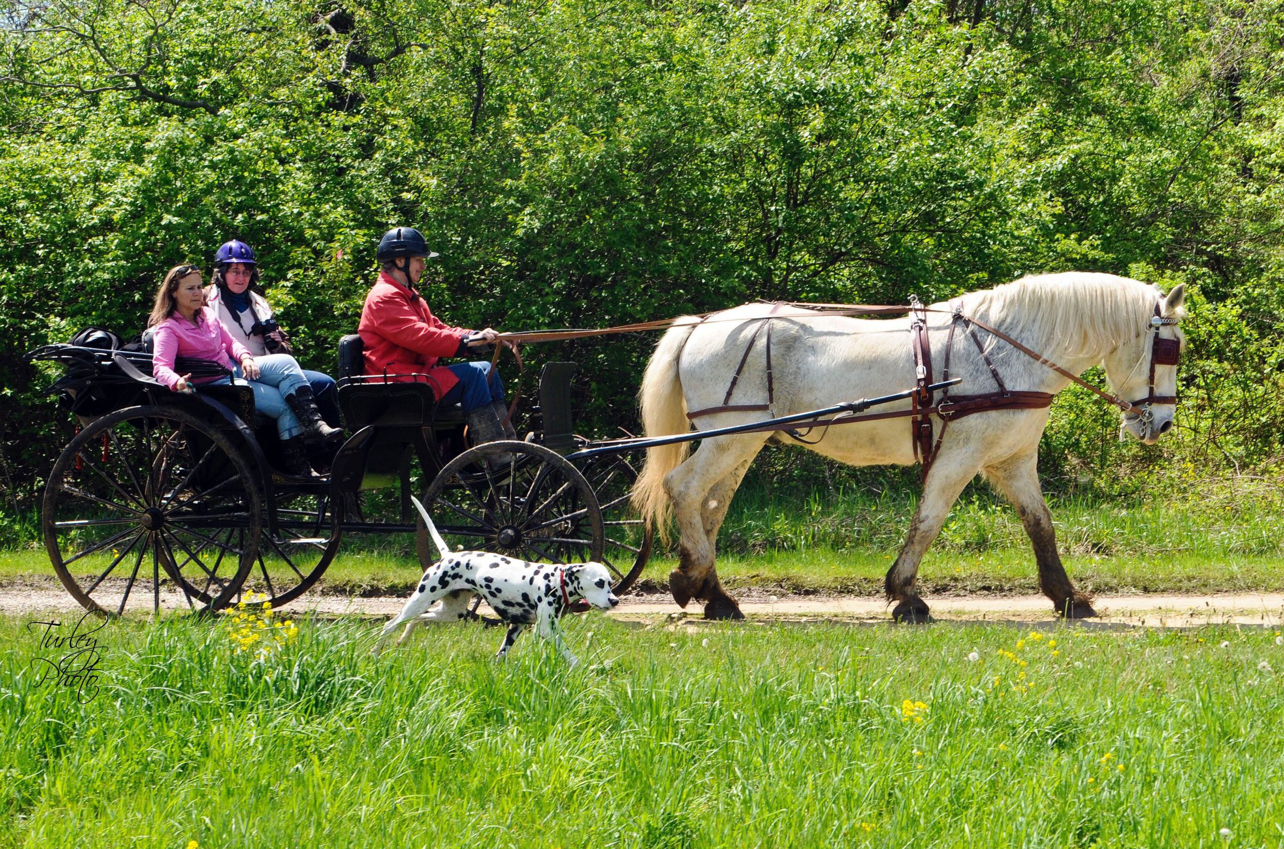 White horse pulls carriage with three people while black and white dog runs along the side.