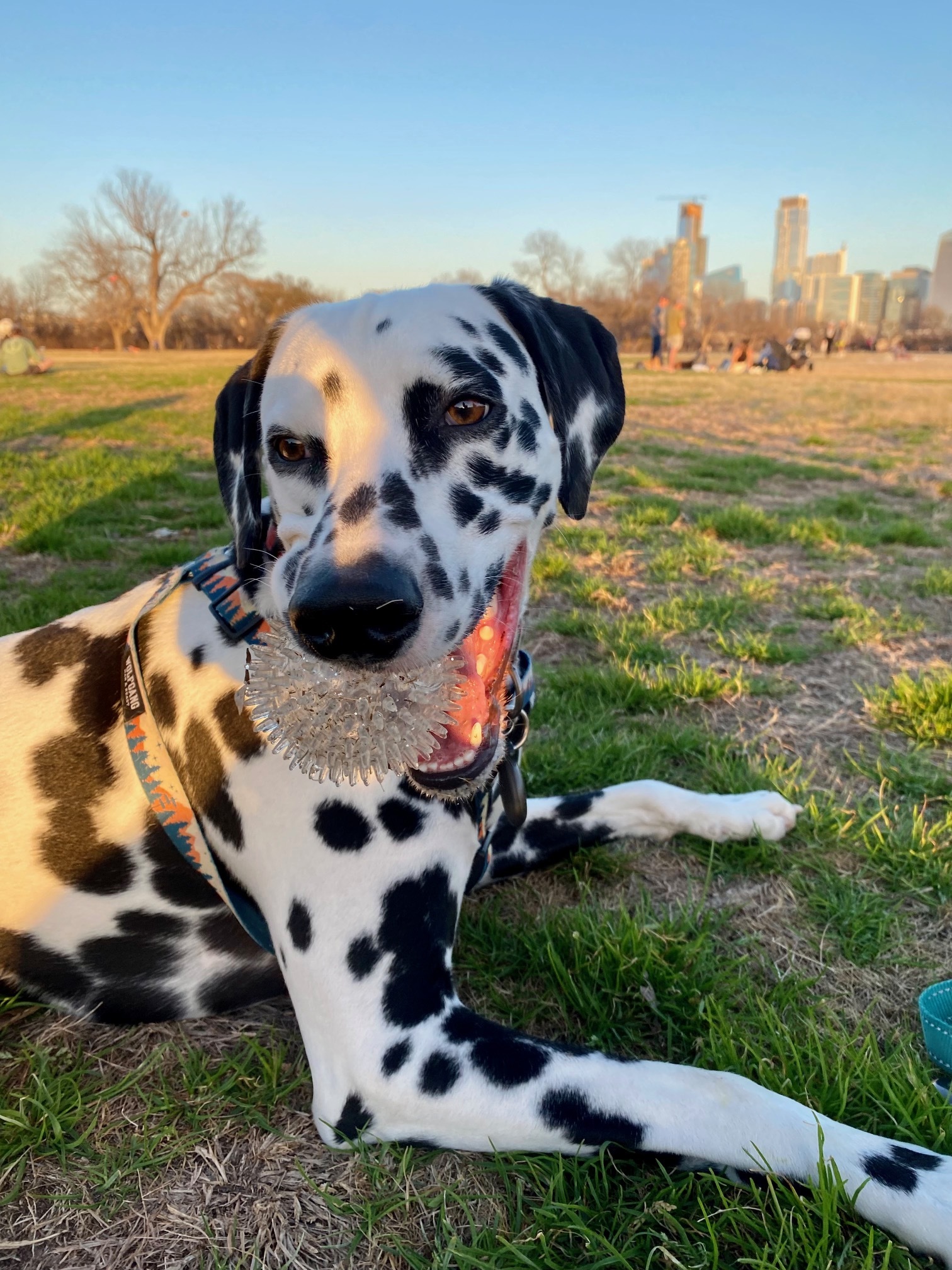 Dog with black and white spots holds ball in its mouth while lying down