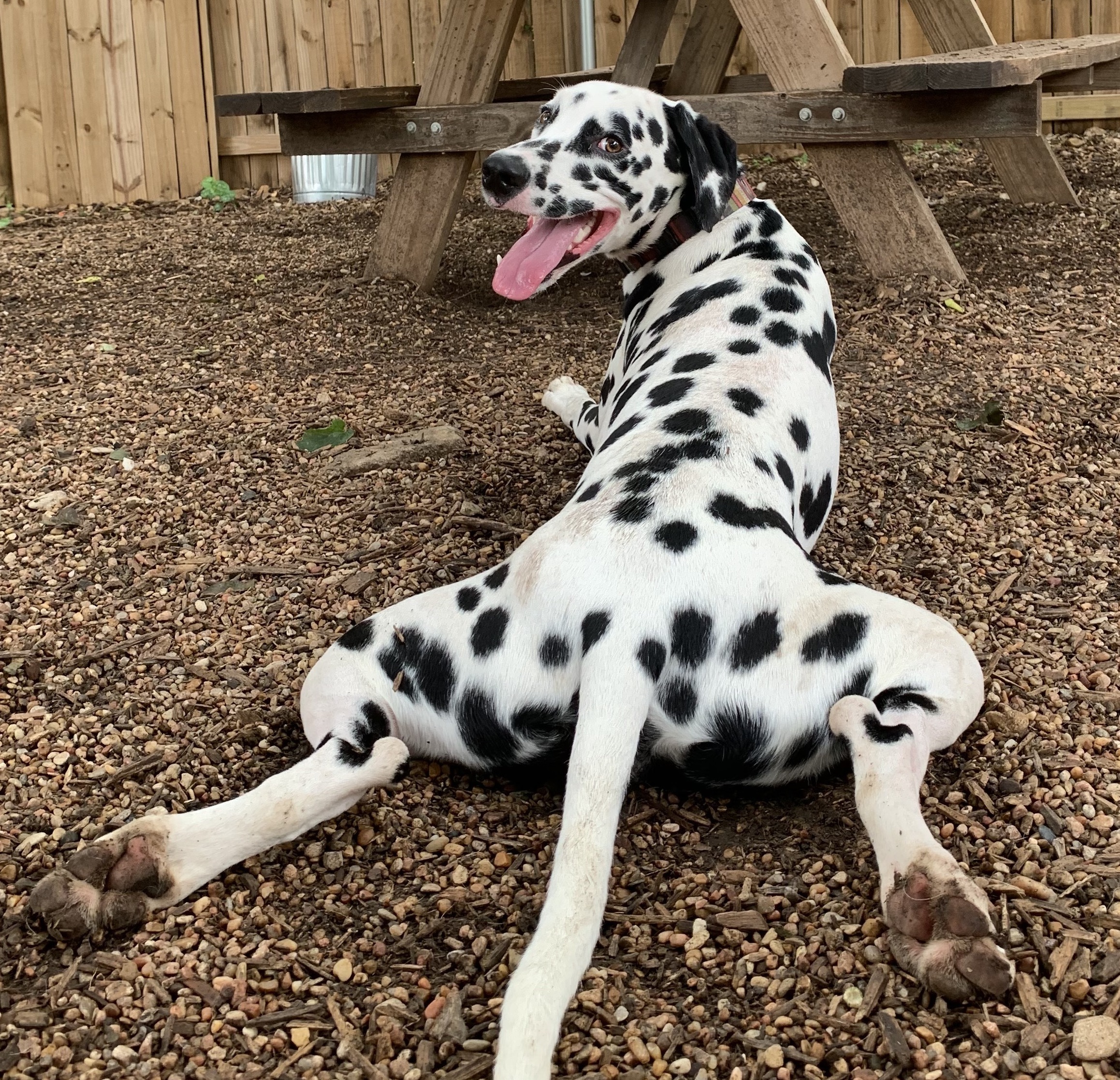 Dalmatian dog with black and white spots sits with hips splayed and looks at the camera with tongue out