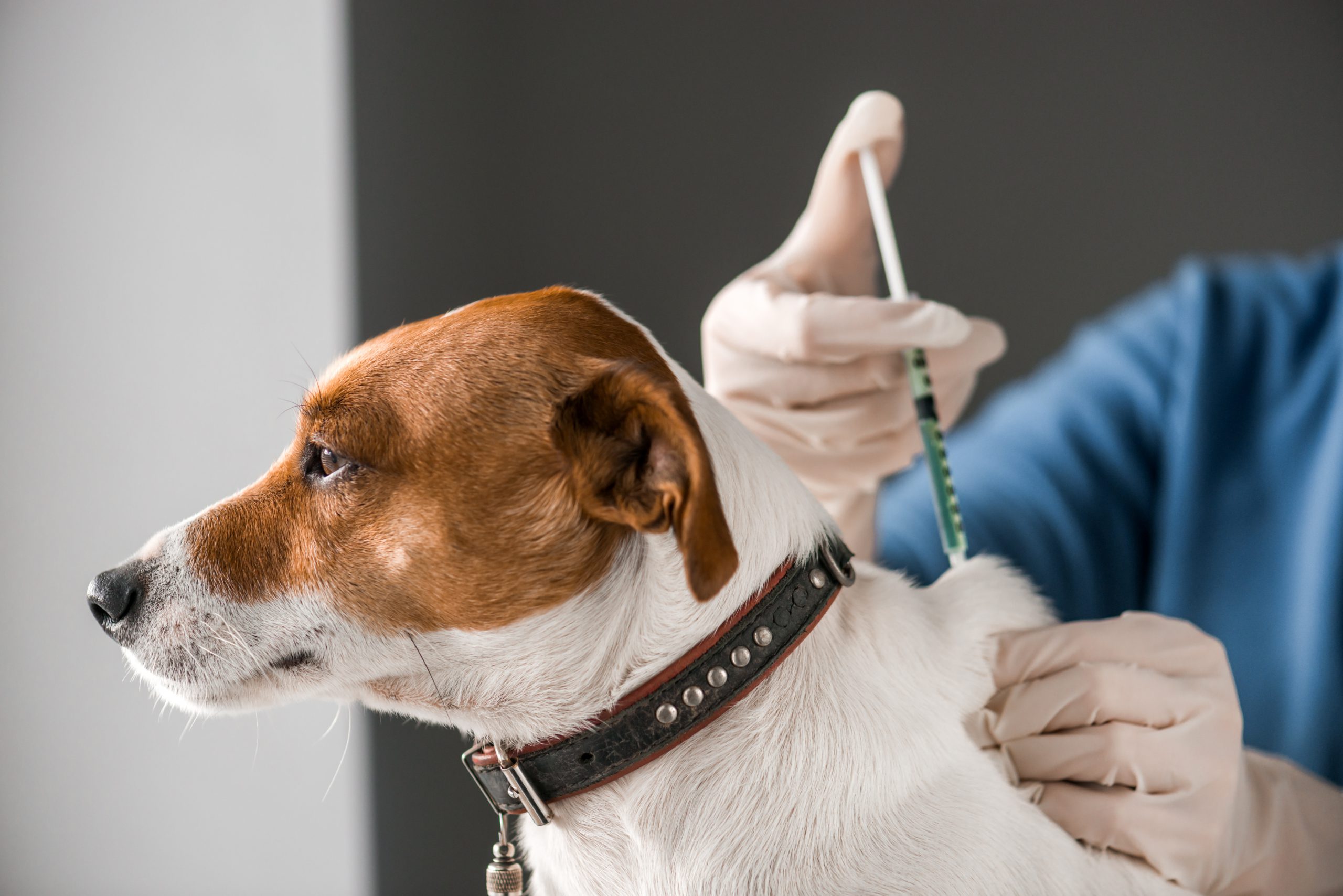 White dog with brown markings get a shot from a vet wearing latex gloves