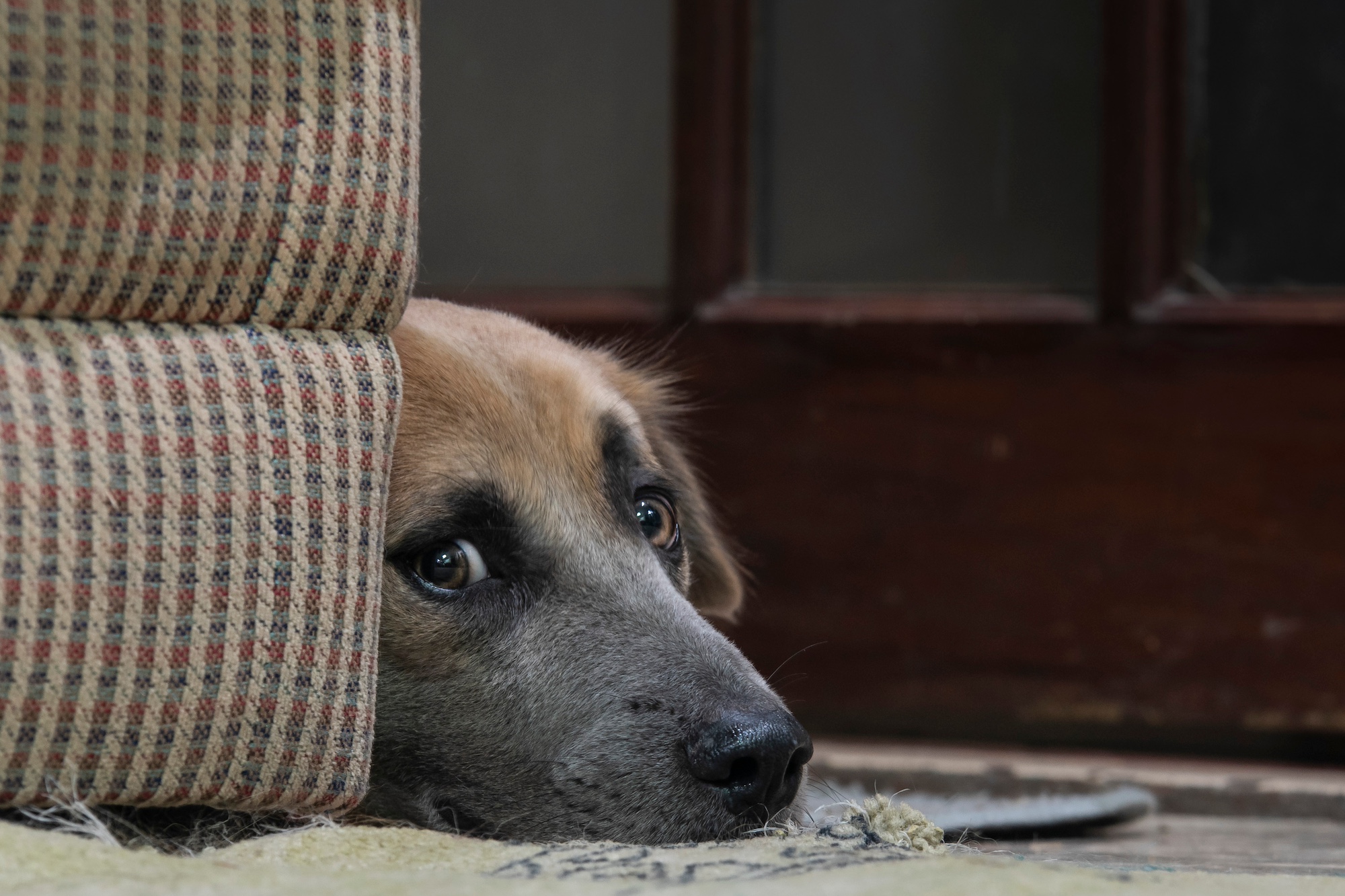 A dog's worried-looking face pokes out from behind a couch.