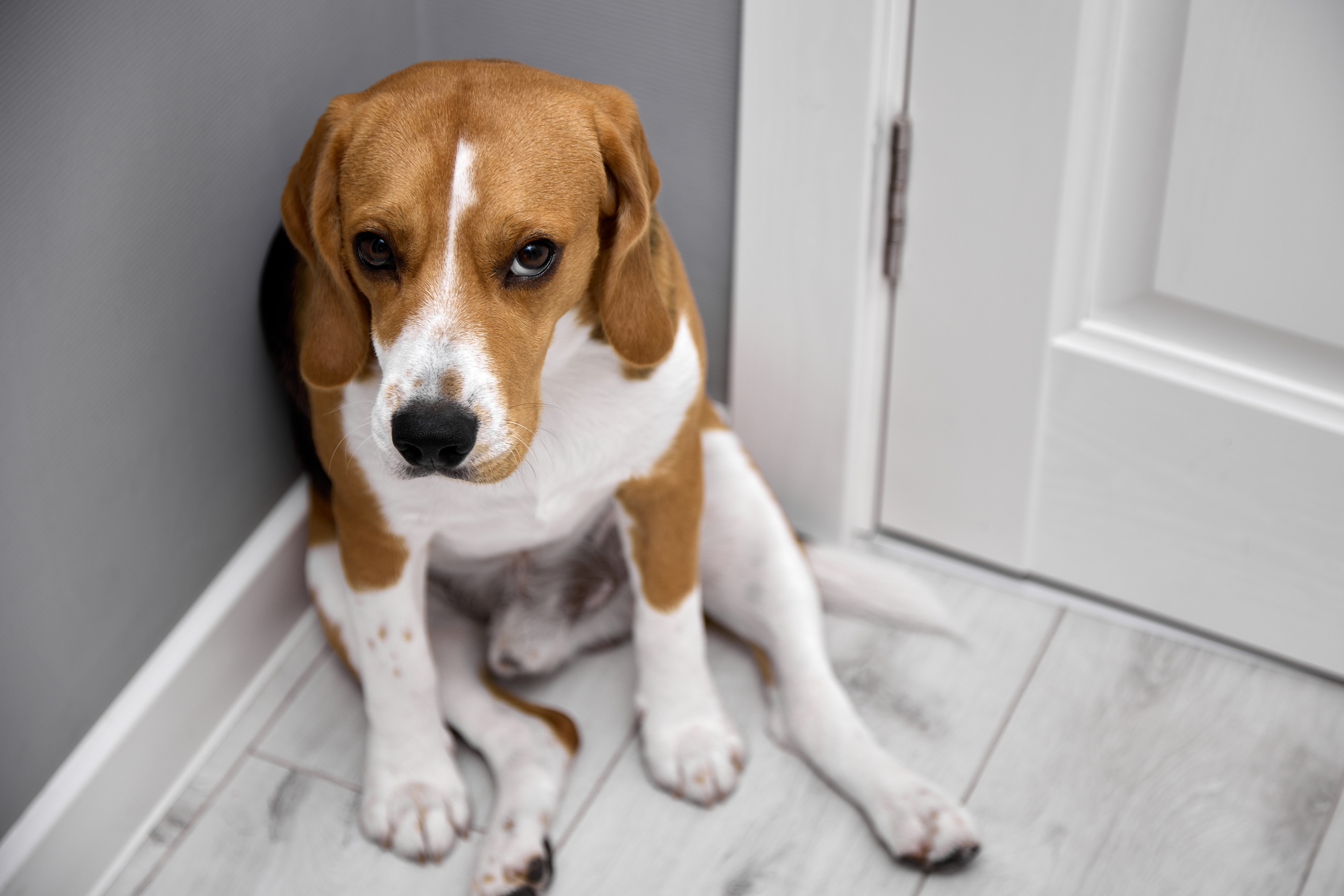 A beagle sitting in the corner of a room and looking sad.