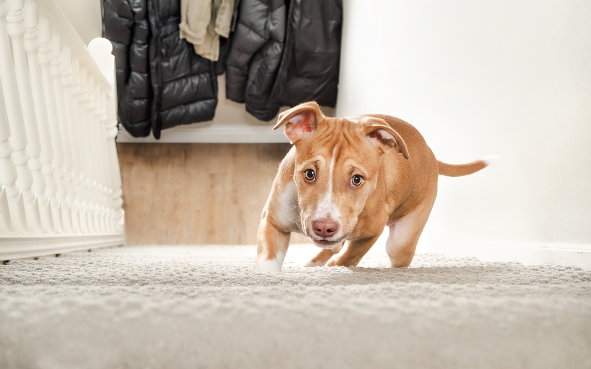 A puppy climbing stairs.