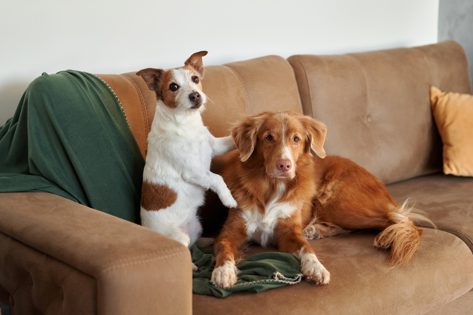 Two dogs sitting together on a couch.