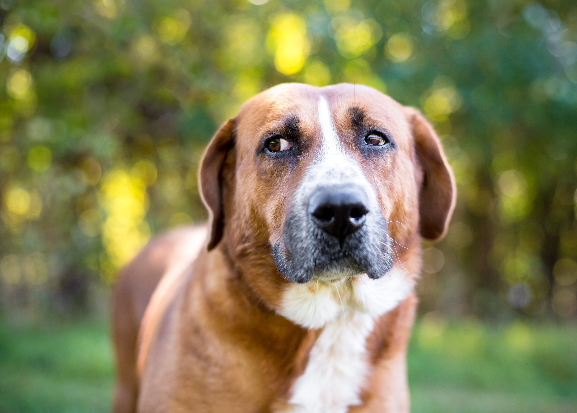 A large dog stands outdoors and looks concerned.