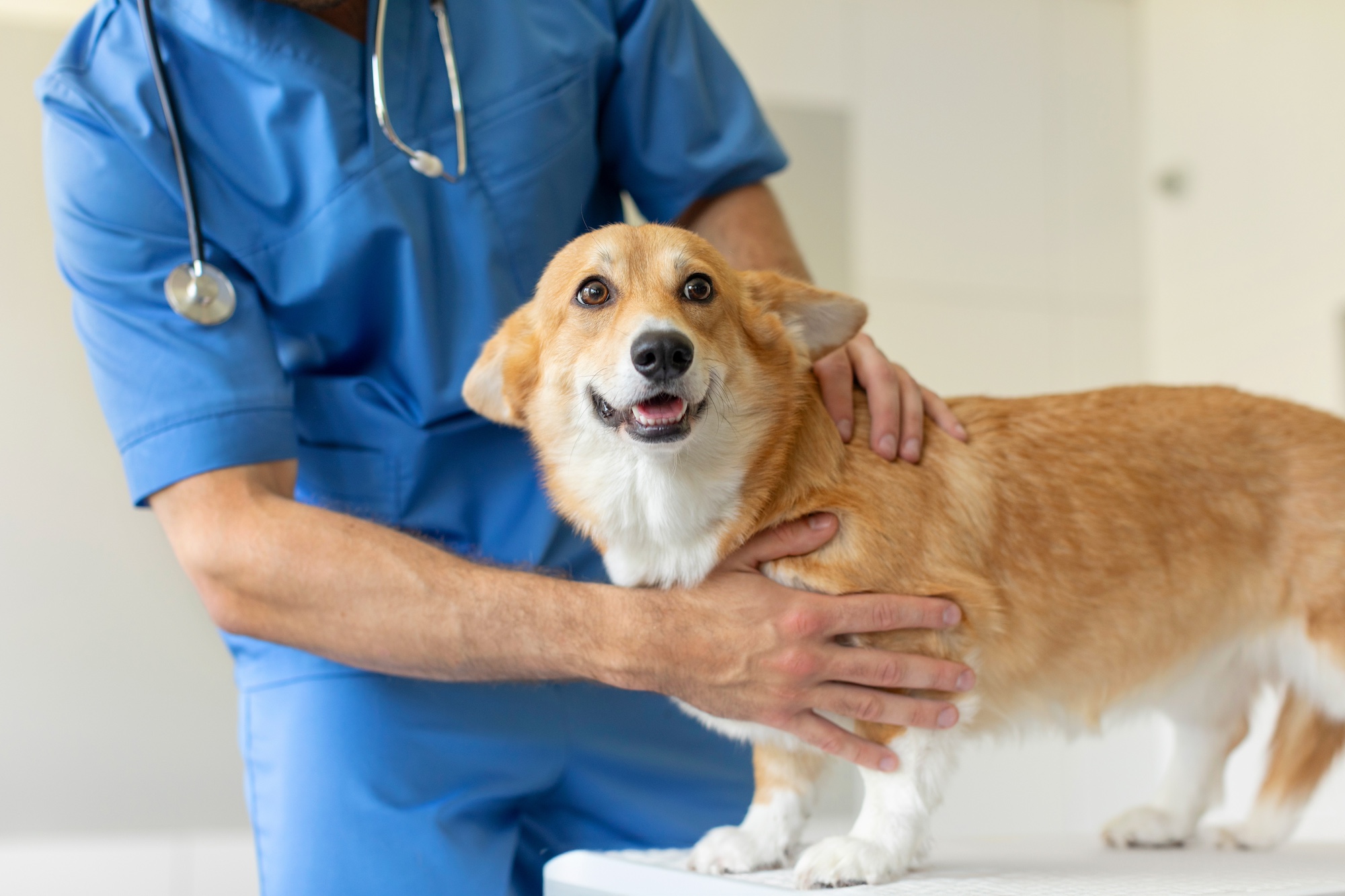 A veterinarian examines a corgi.