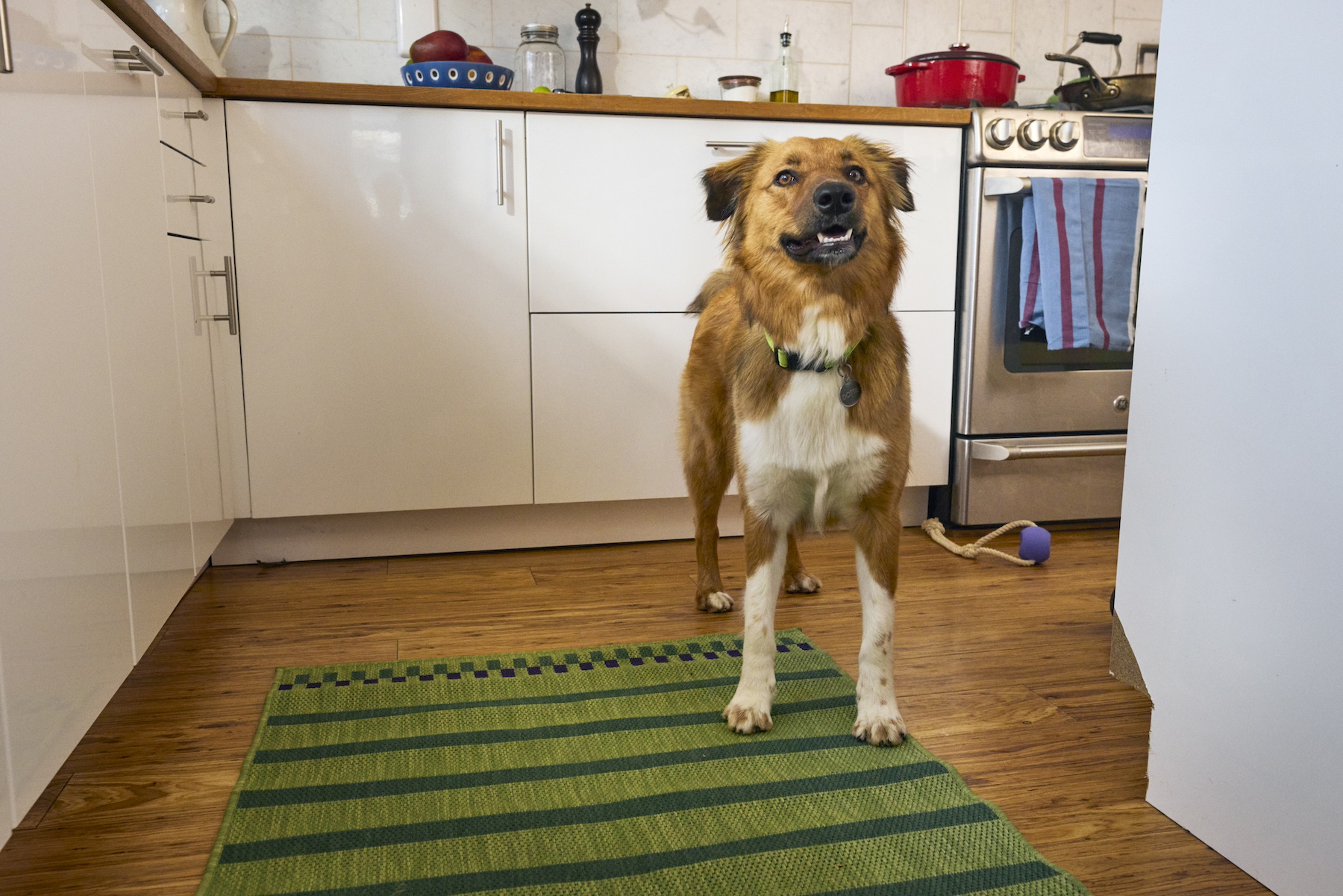 A brown-and-white dog stands in a kitchen, looking toward the camera and appearing to listen.