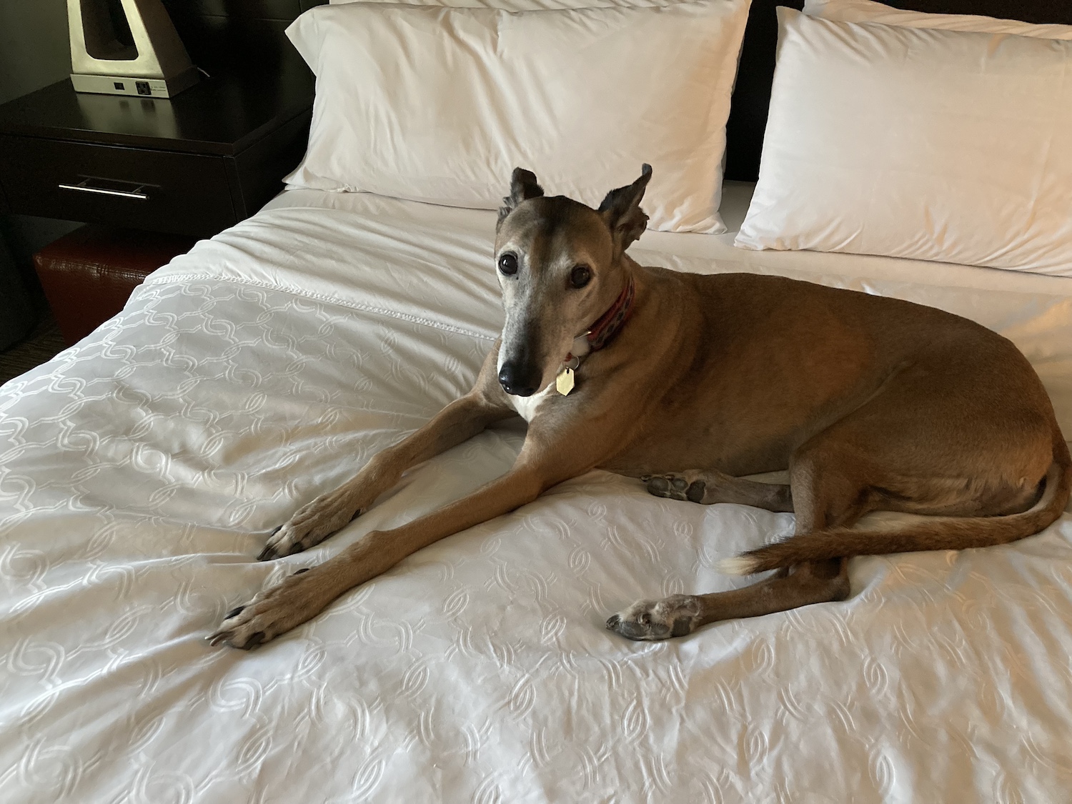 A greyhound lying on a bed and looking toward the camera.