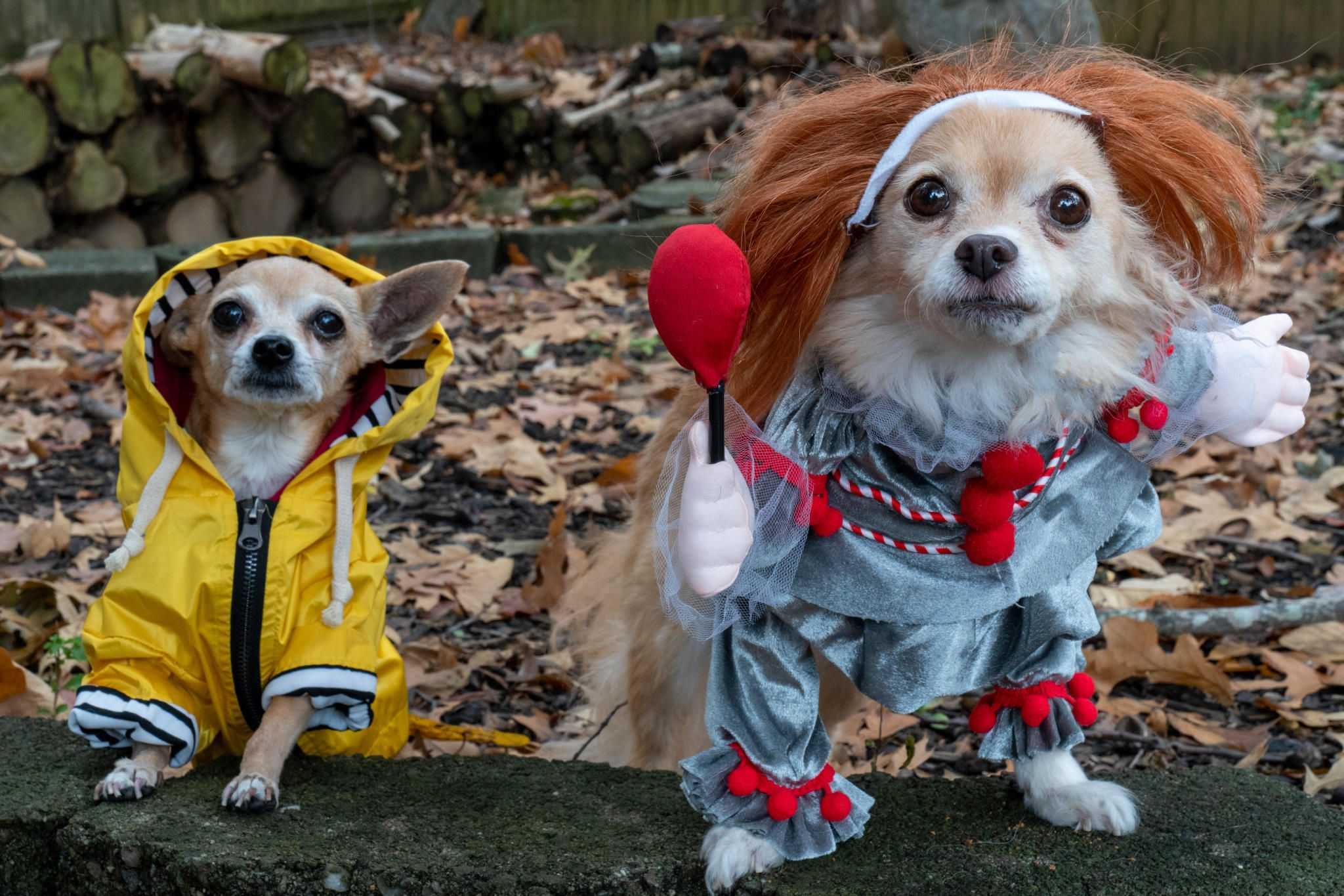 Two small dogs standing in fall foliage wearing costumes