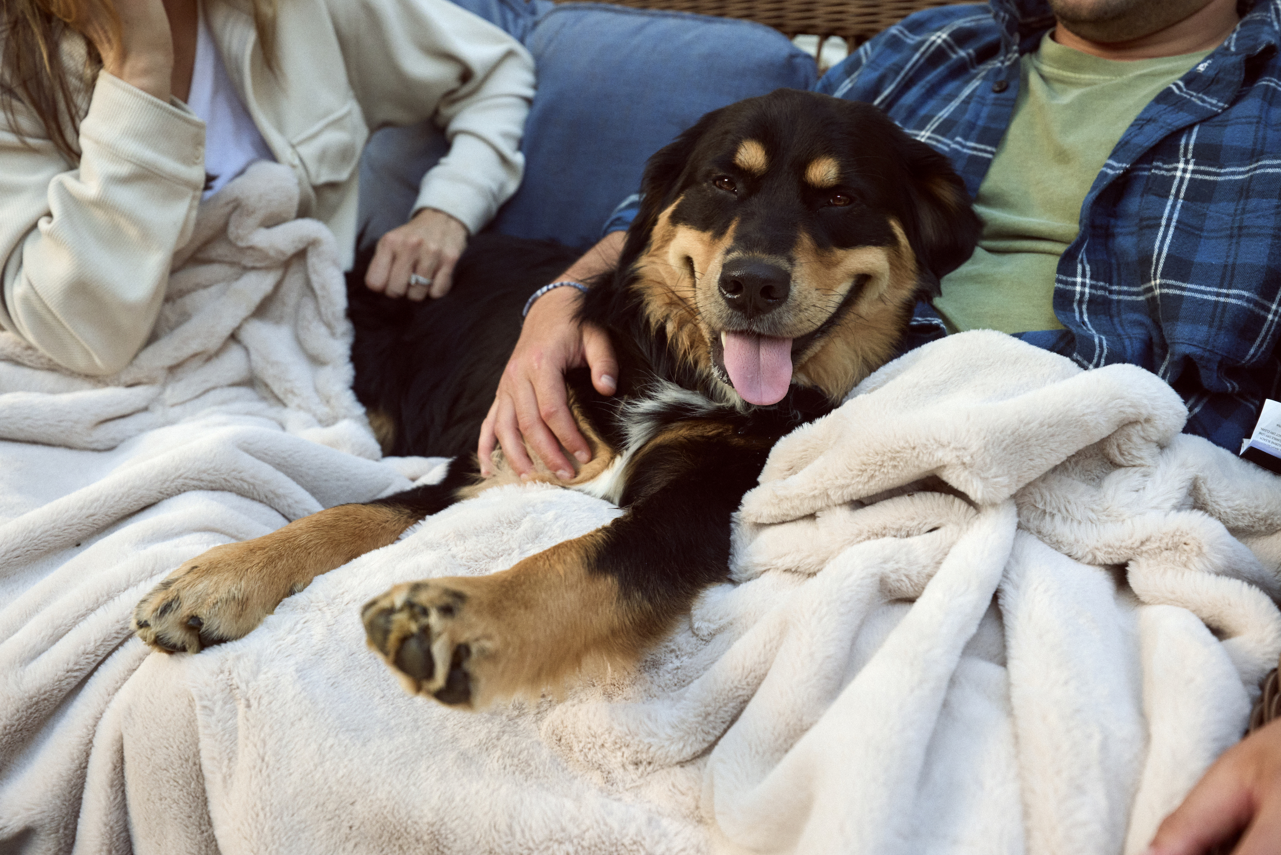 Dog lays under a blanket with two people paws out and tongue out