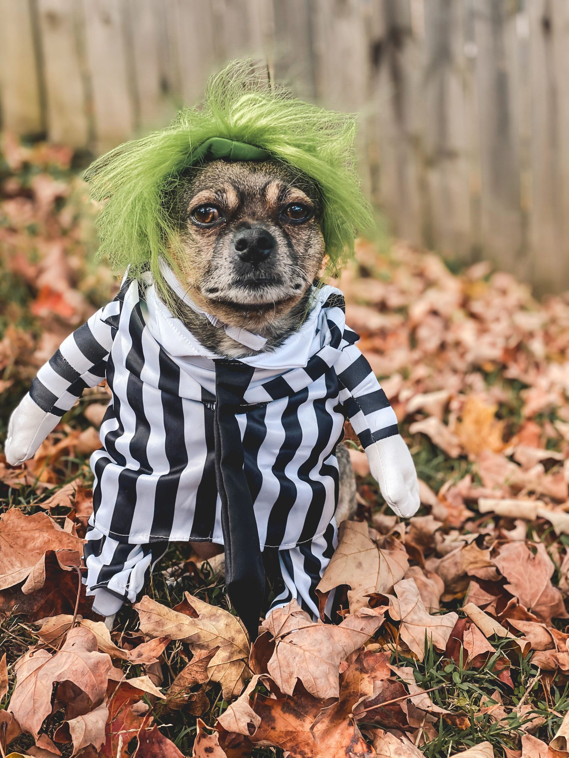 Small dog standing in leaves wearing a green wig and striped suit 