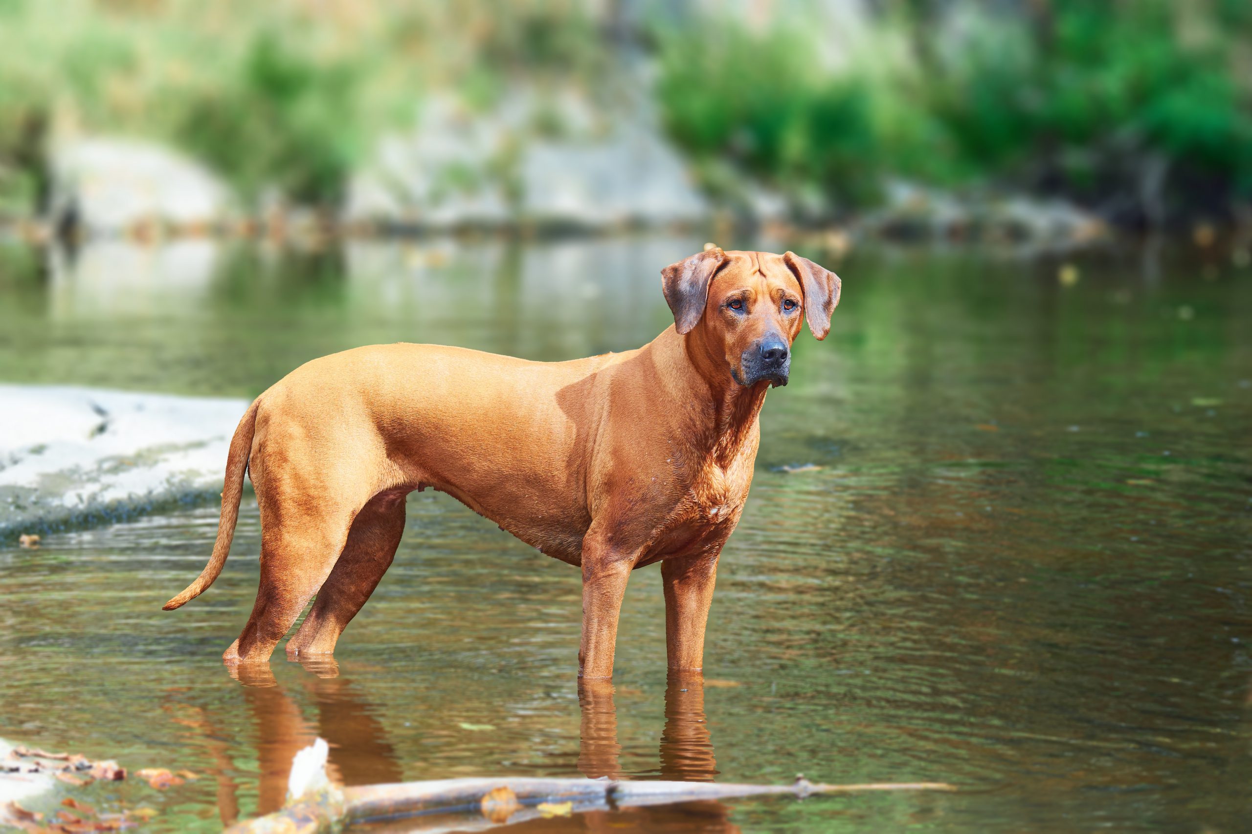 Tan dog stands in body of water