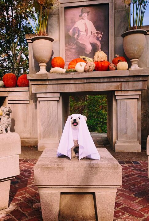 Small dog sits on concrete slab in front of gourds wearing a white sheet