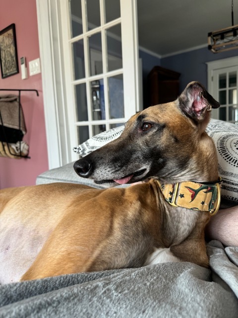 A greyhound lying on a bed, tongue sticking out slightly.