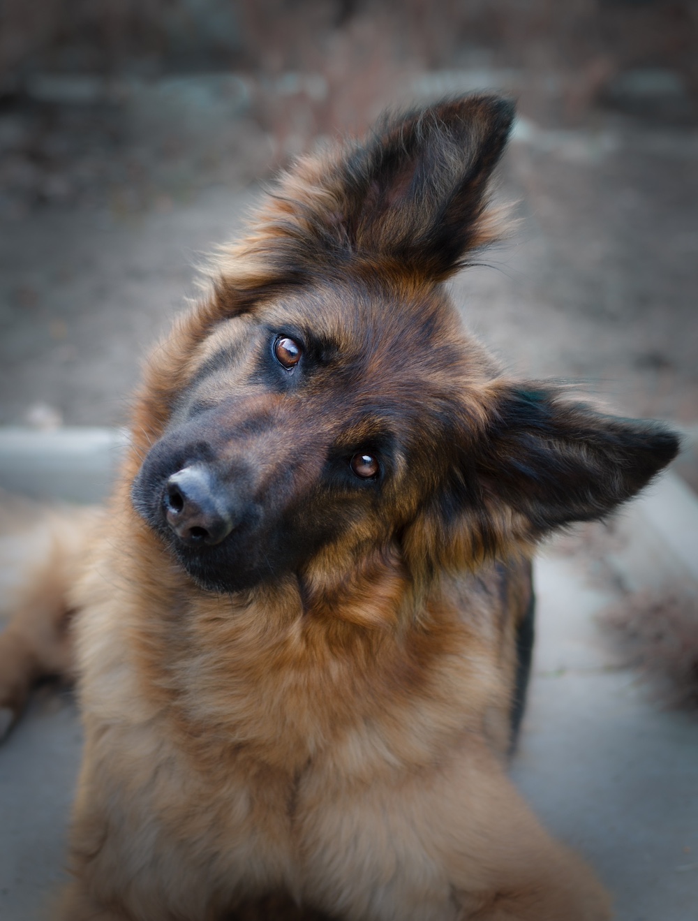 A German shepherd looking toward the camera with a tilted head.