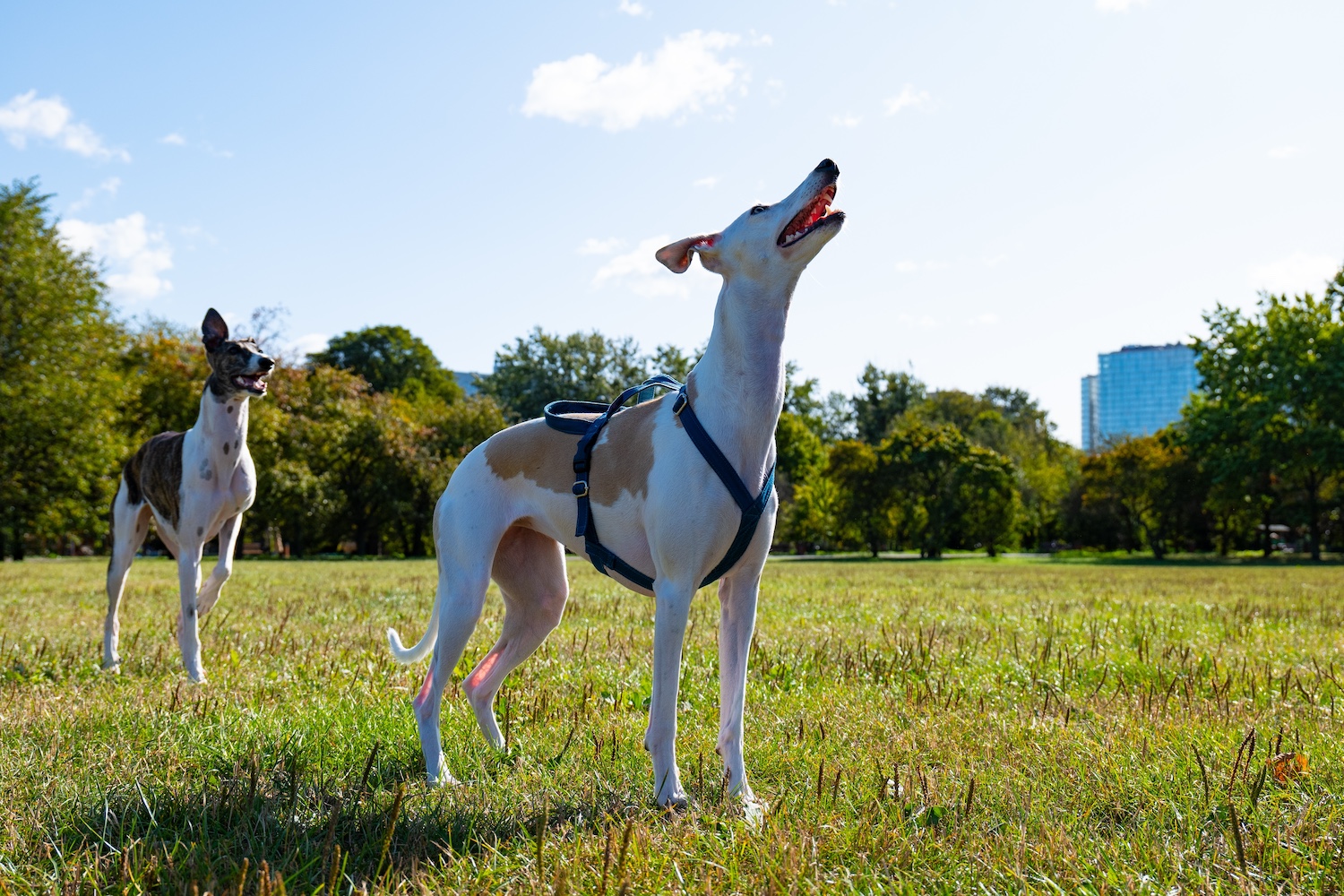 Two greyhounds outside on a clear day.