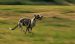 The Greyhound Breed Guide: Personality, History, Training, Food, and More