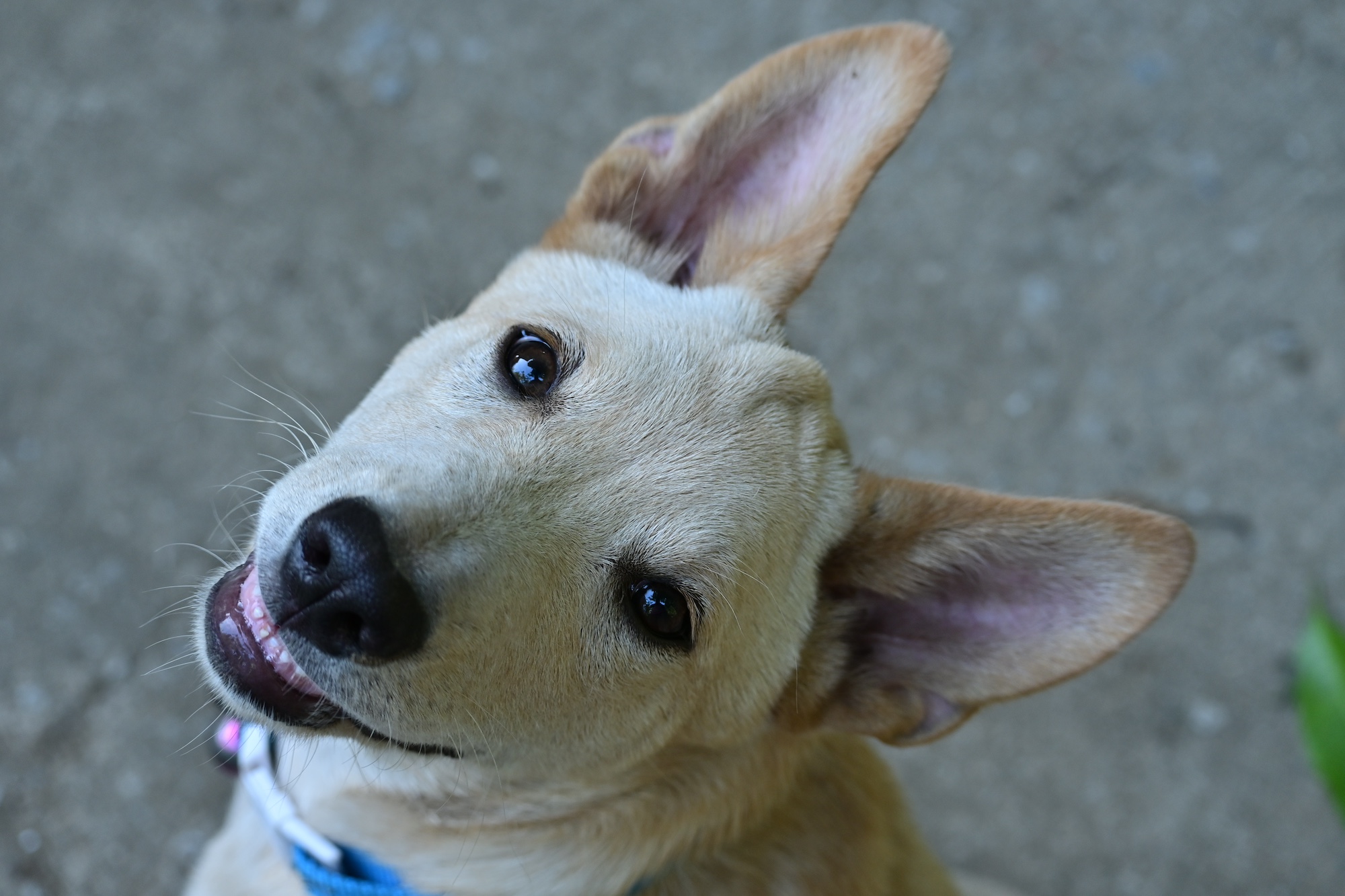 A dog looking toward the camera with a tilted head.