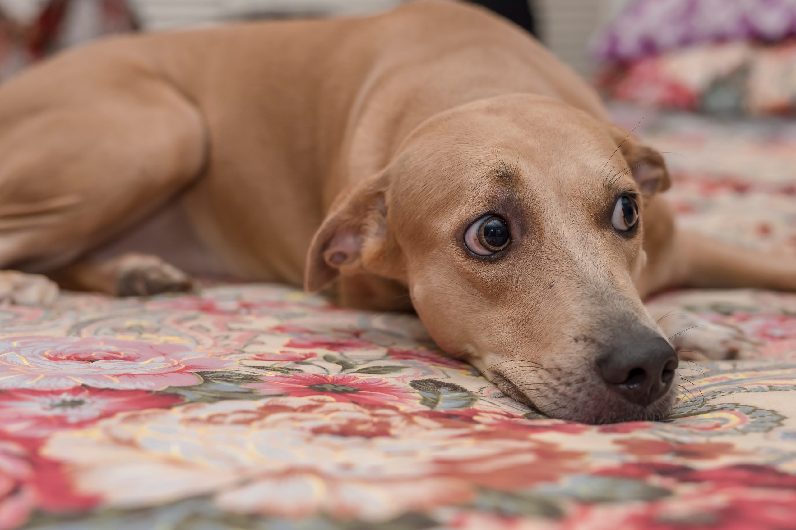 Light brown dog lies with head on the ground and the whites of her eyes are showing white as she looks to the right 