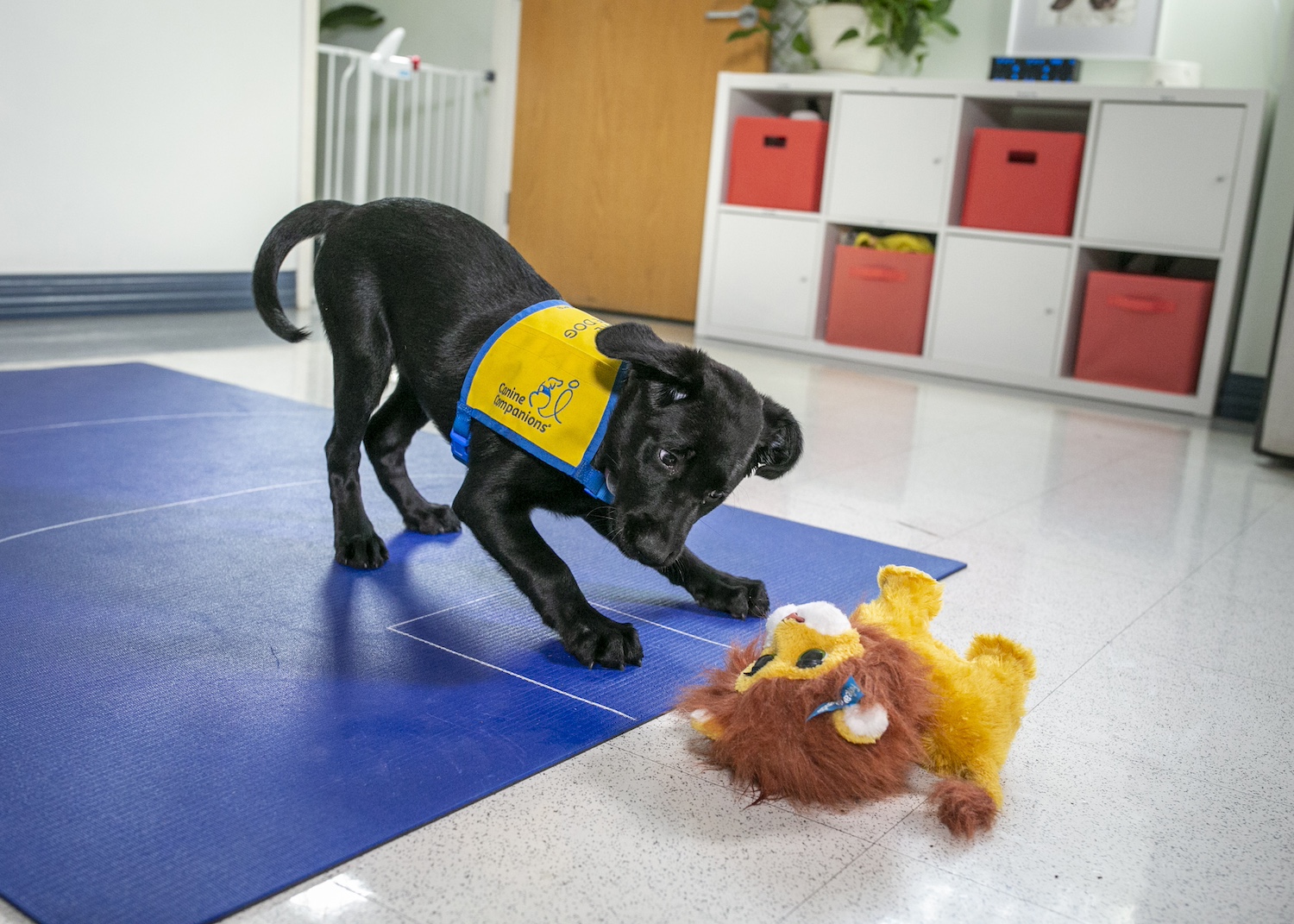 A dog playing with a robot as part of a behavioral test.