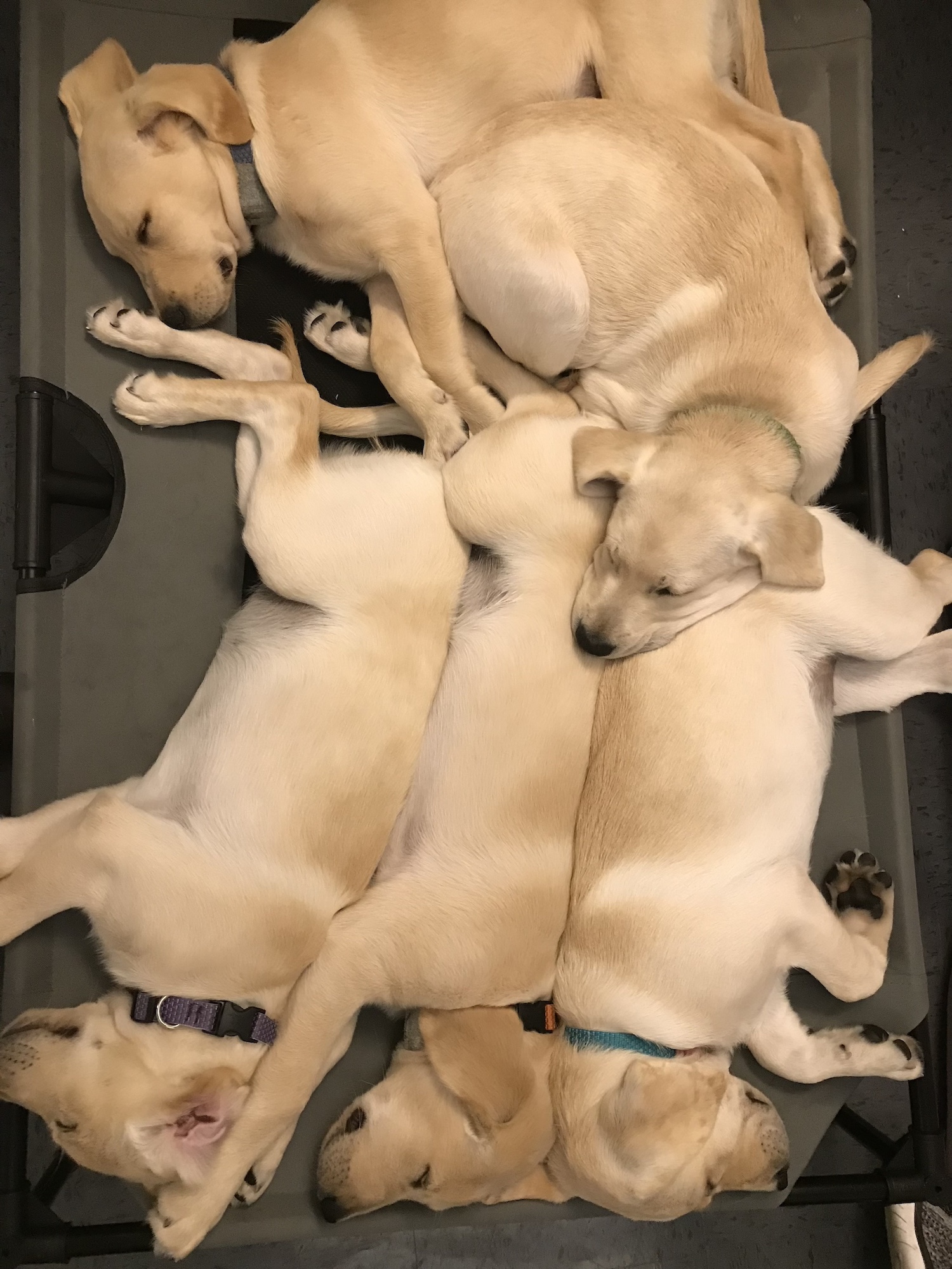 Puppies resting on top of each other.