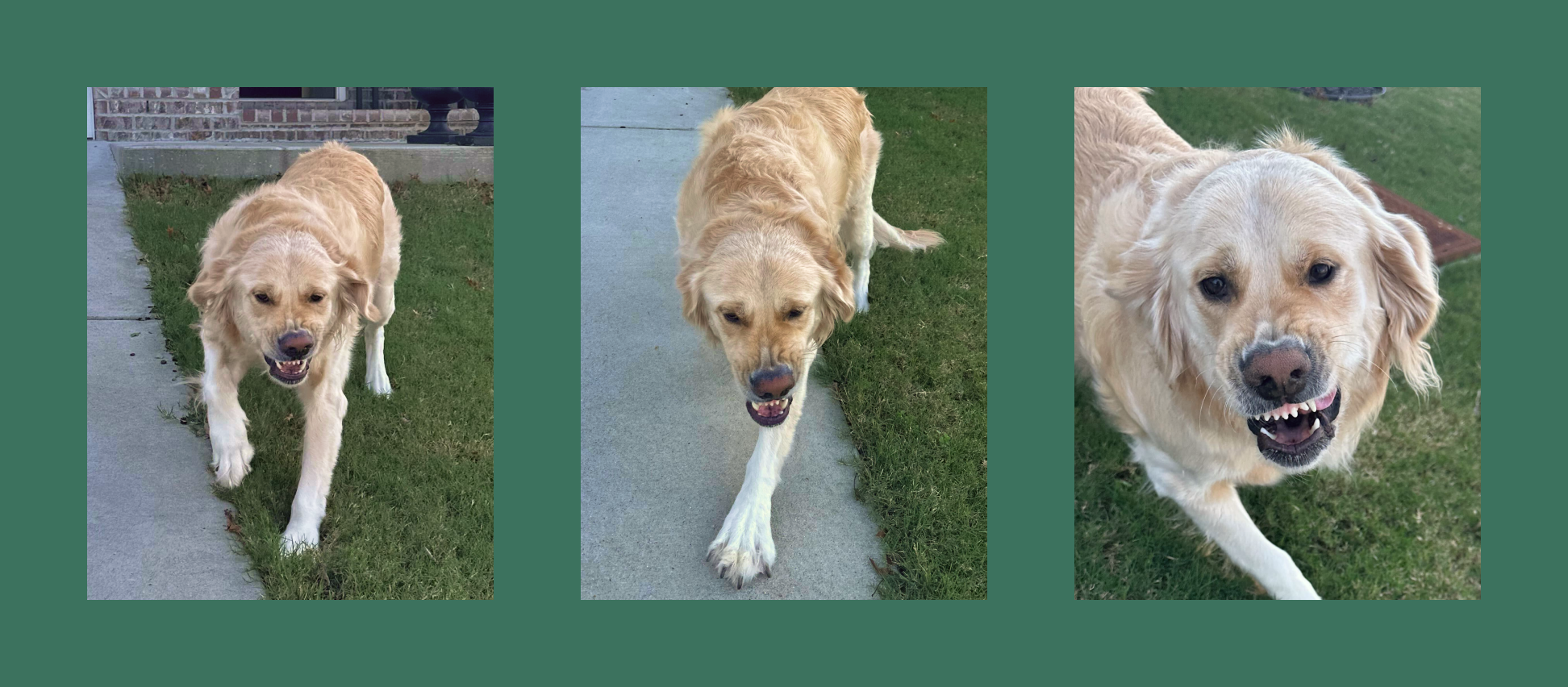 Blonde dog is crouching with ears down and baring teeth