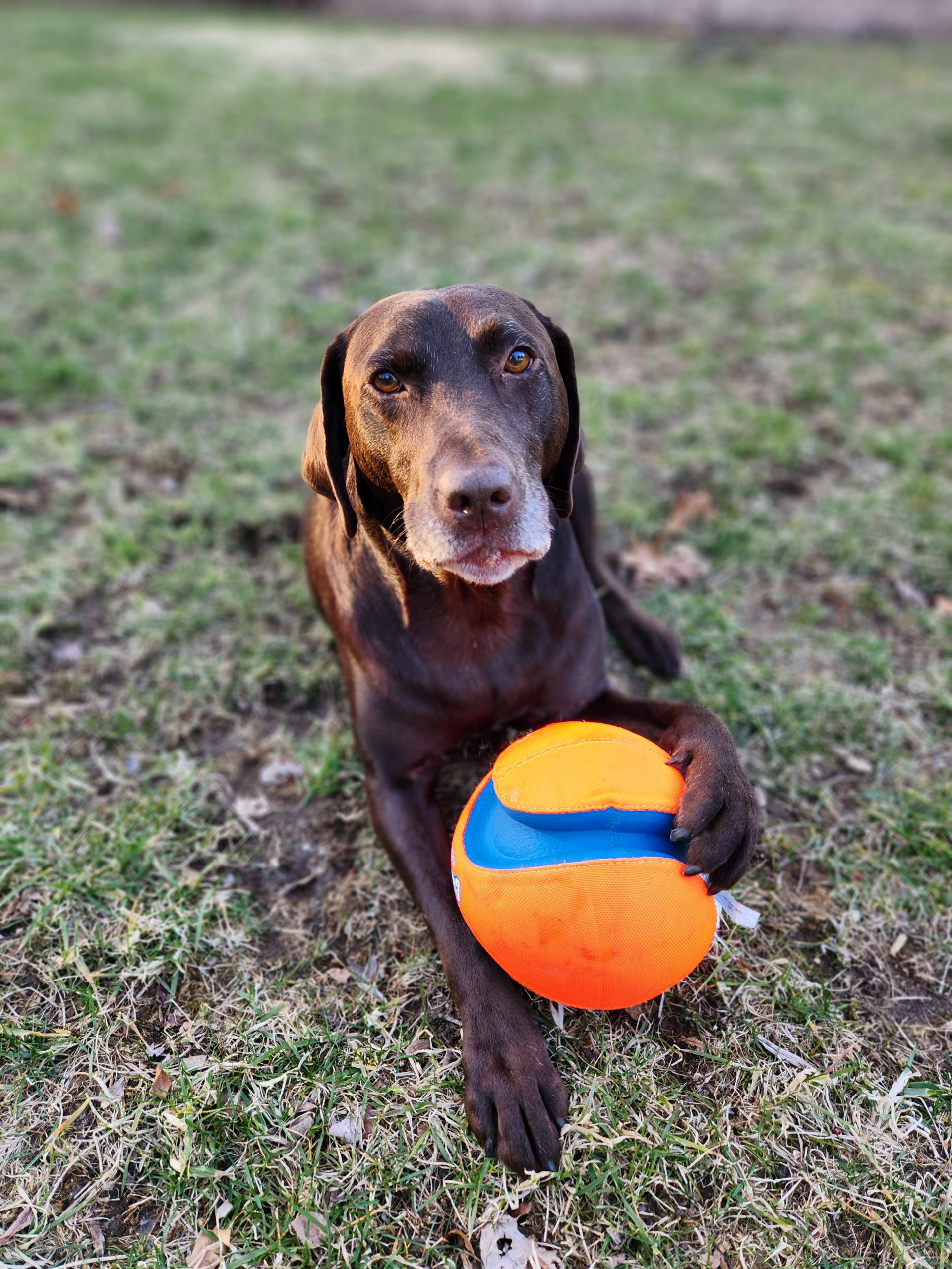 Brown dog lays down on grass with leg around a large orange ball