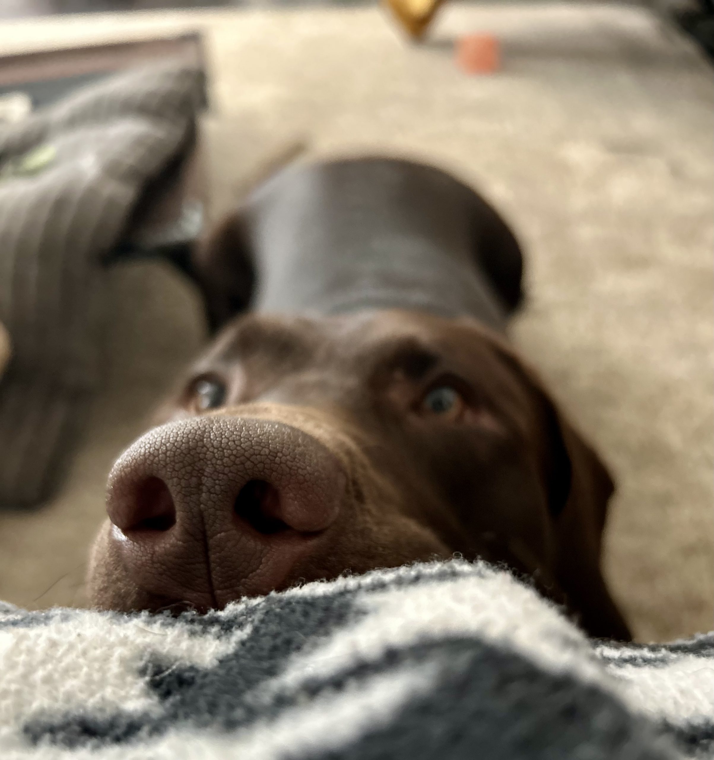 A brown dog puts its nose up close to the camera