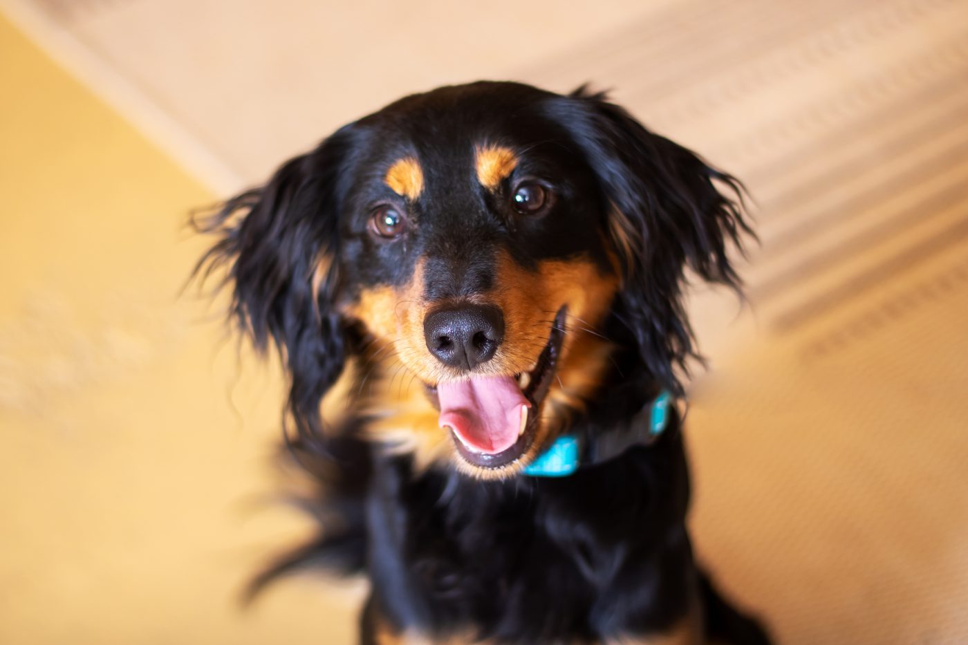 A happy black-and-brown dog, mouth open.