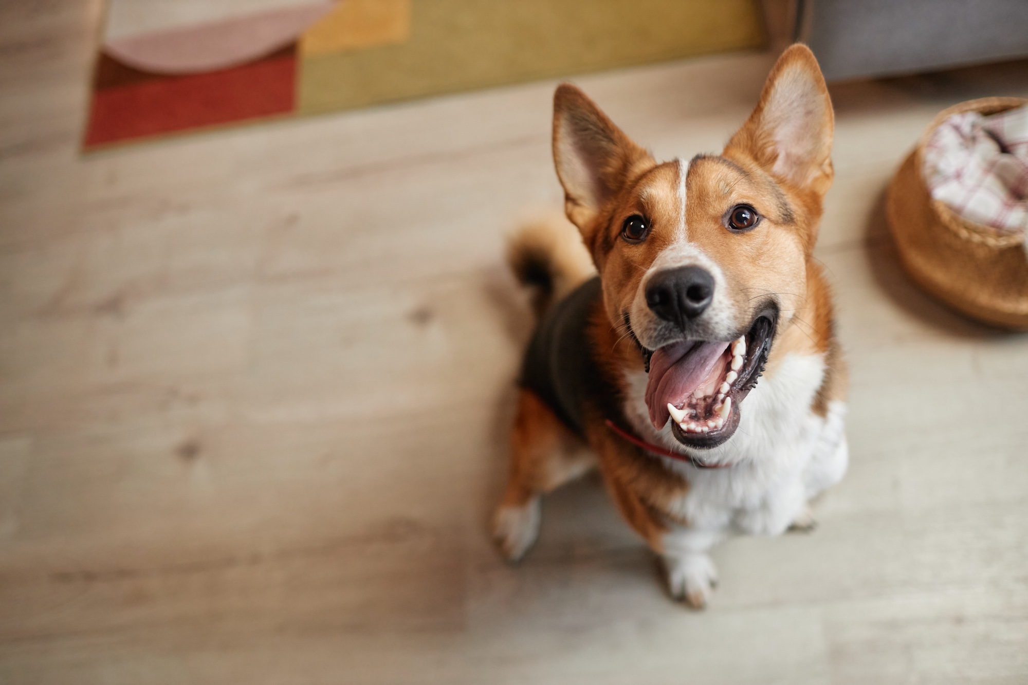 Happy dog looking up at camera with smile and tongue out