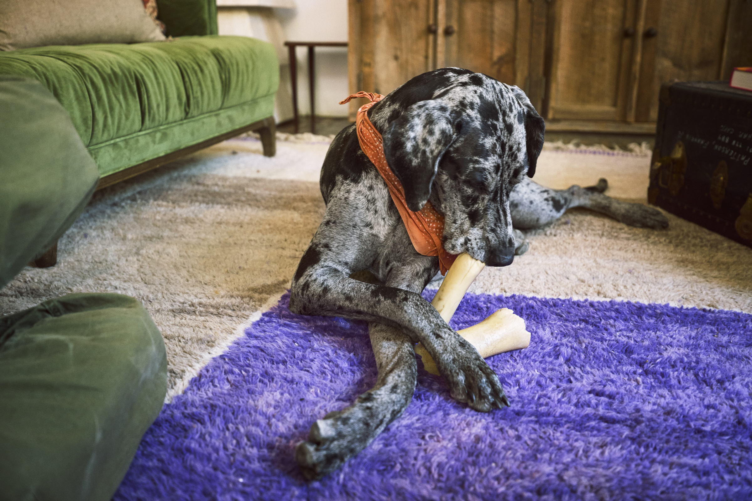 Black and white spotted dog chews on a bone while lying on a purple rug