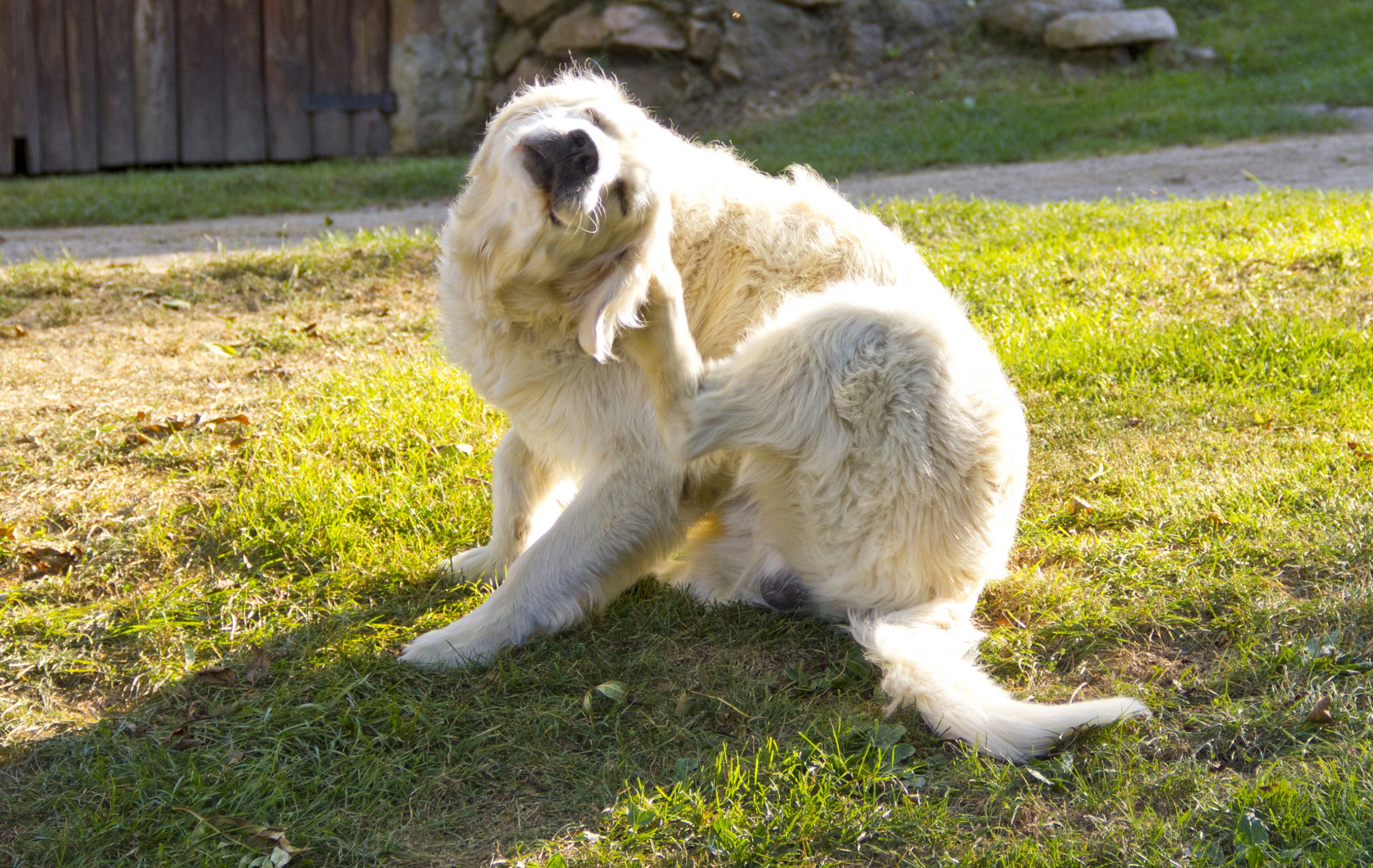 Furry dog scratches its ear with back leg while sitting on the grass